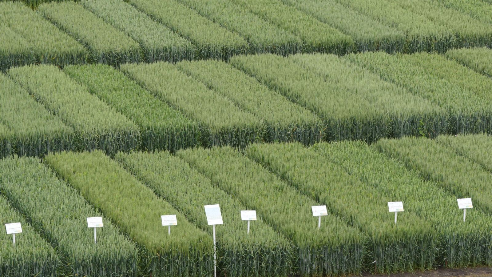 Foto detalle de Semillas LG Campos de ensayo de Cereal.