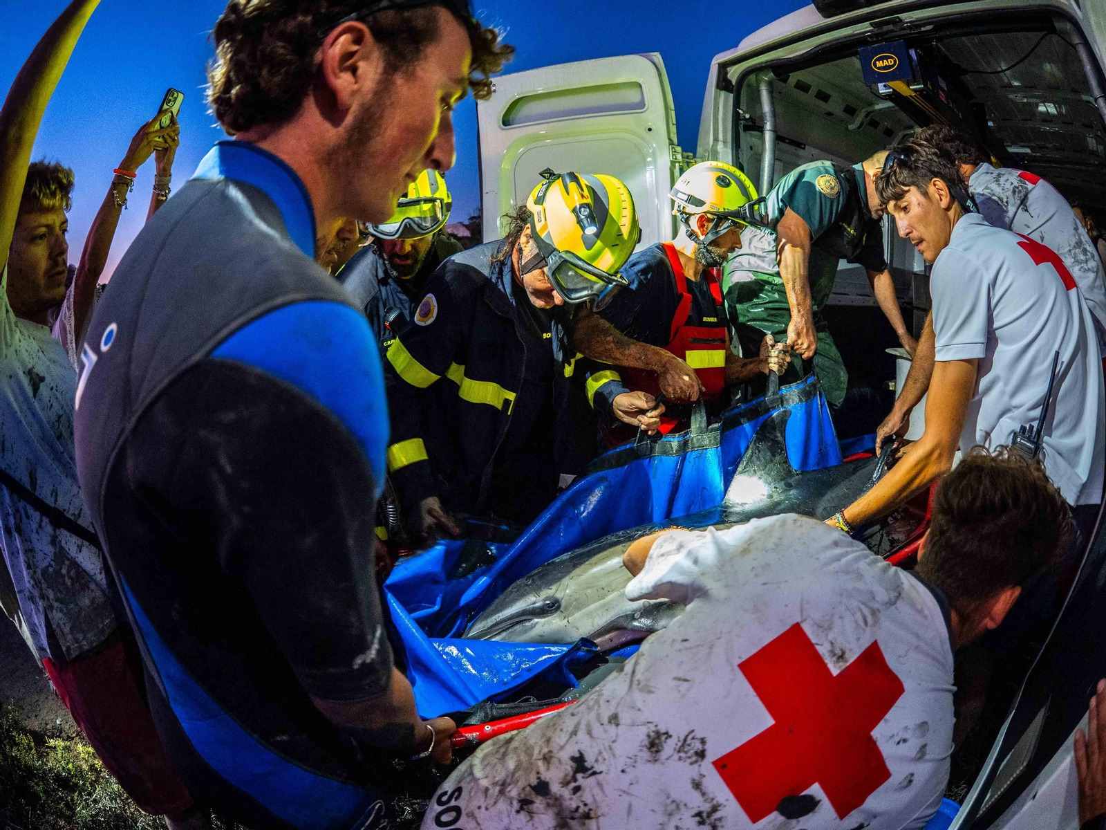 Así fue el rescate del delfín varado en San Fernando