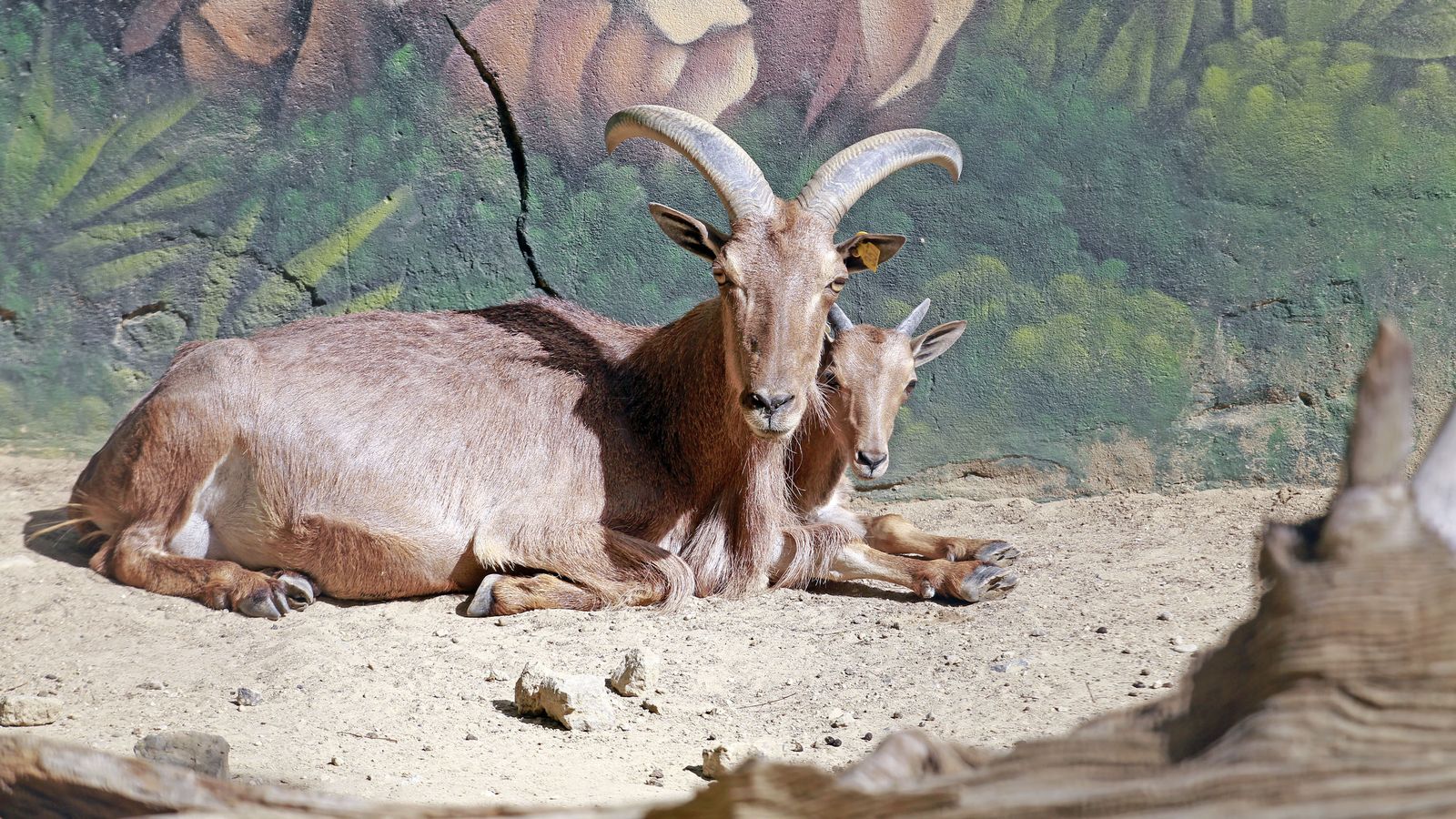 Reapertura del Zoo de Jerez