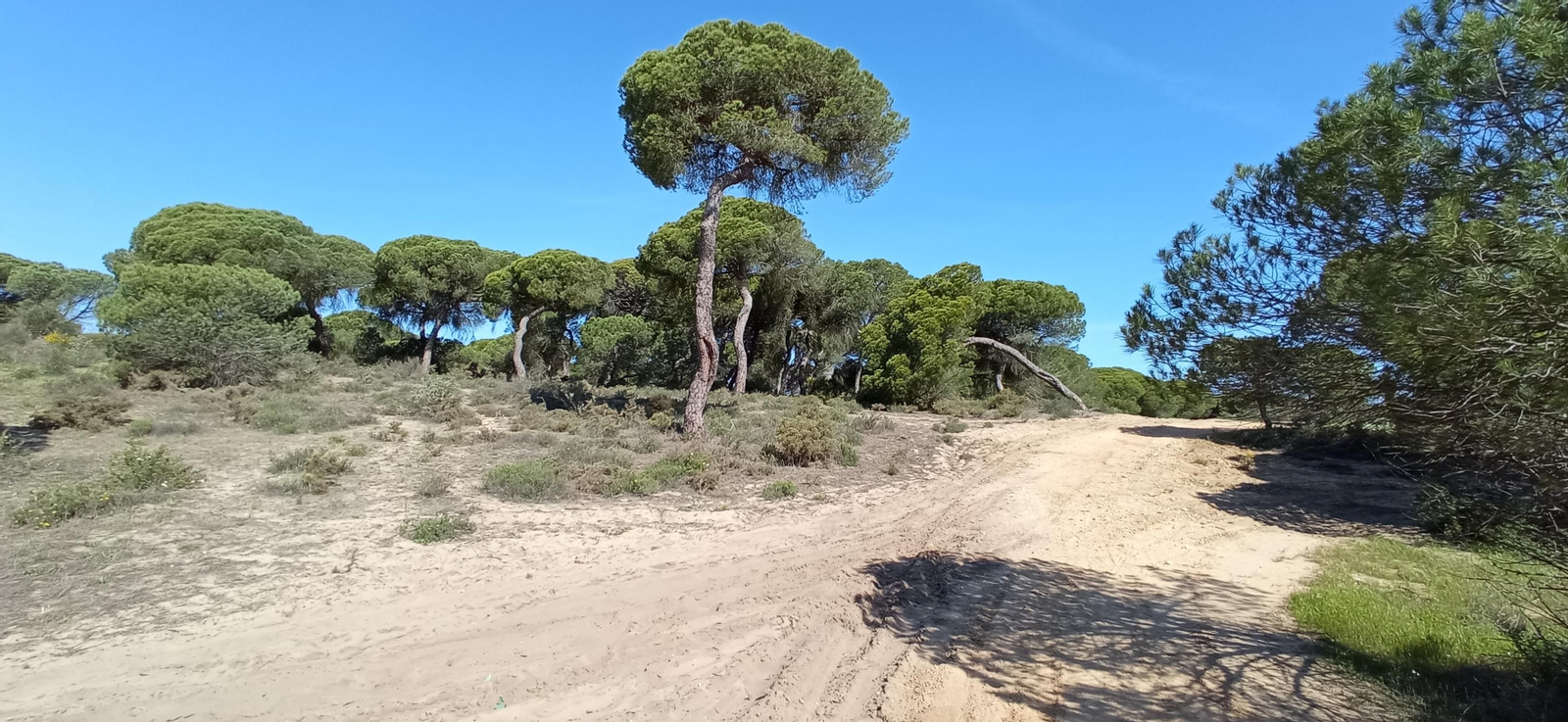 Las imágenes de la ruta de las salinas del Astur y los pinares de Punta Umbría