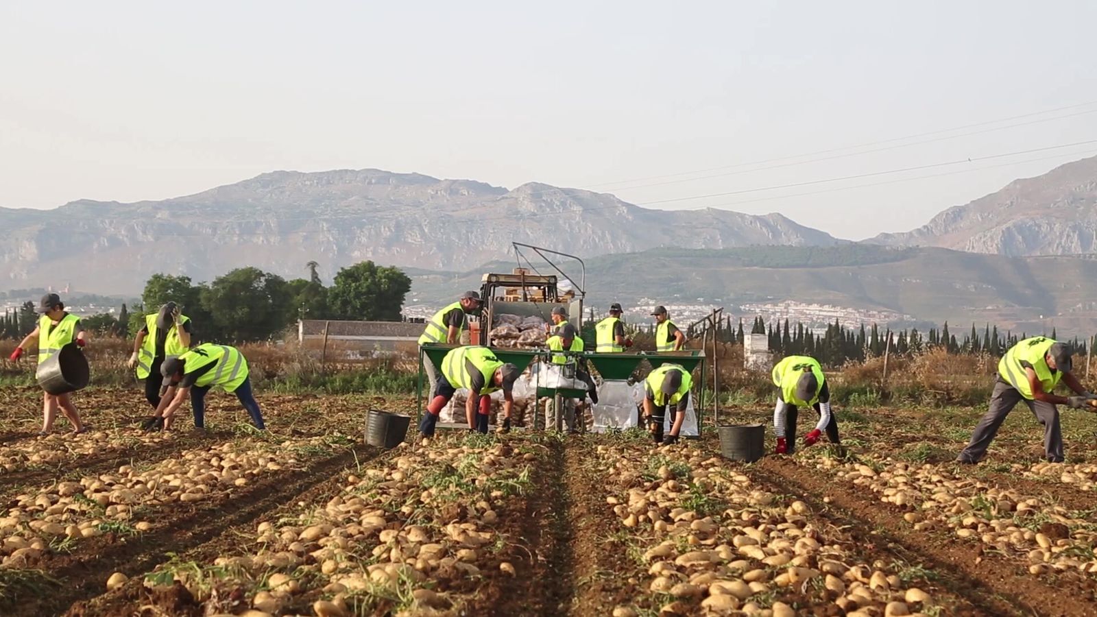 Recogida de patatas en le Vega de Antequera.