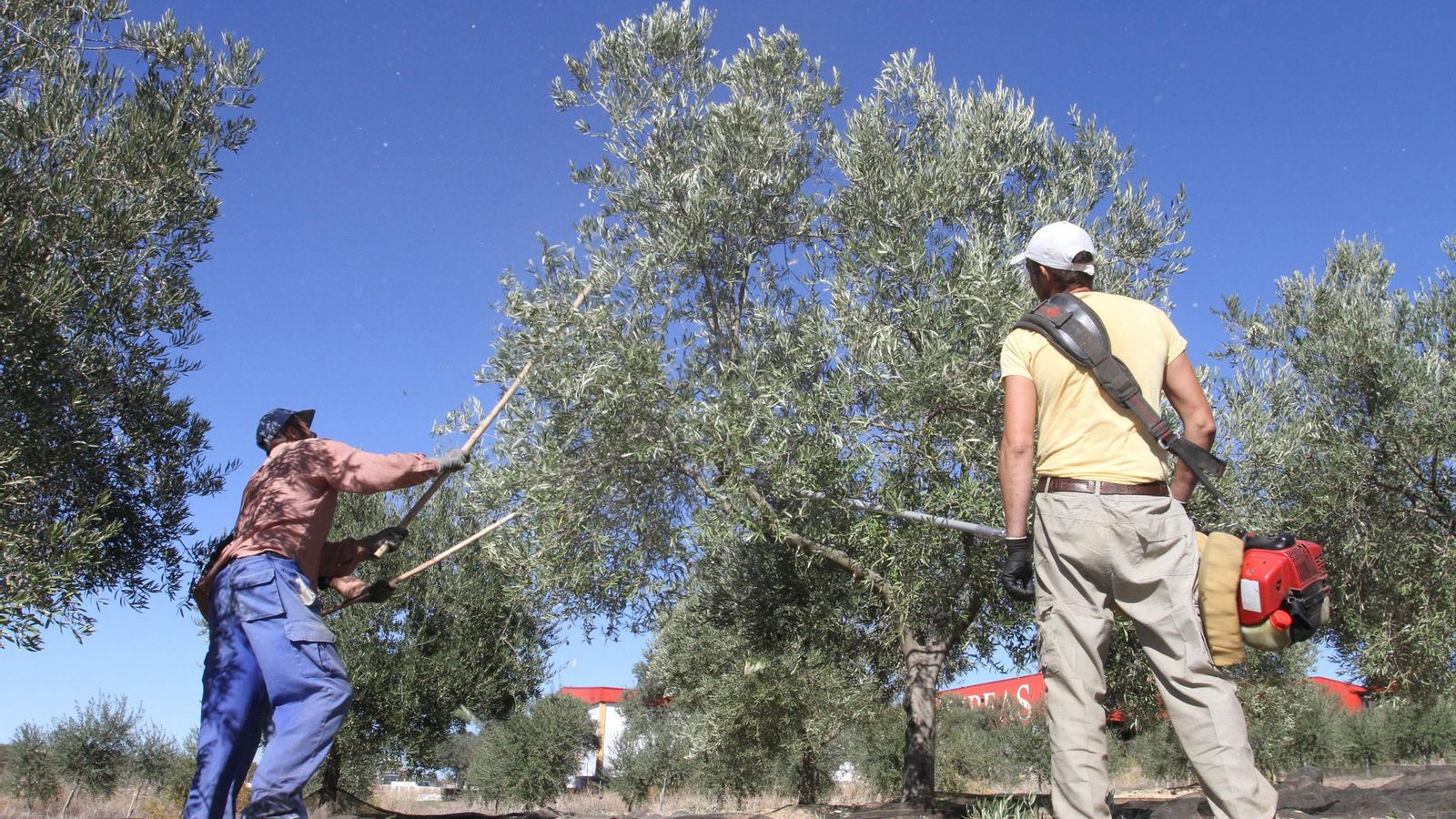 Unos temporeros varean un olivo.