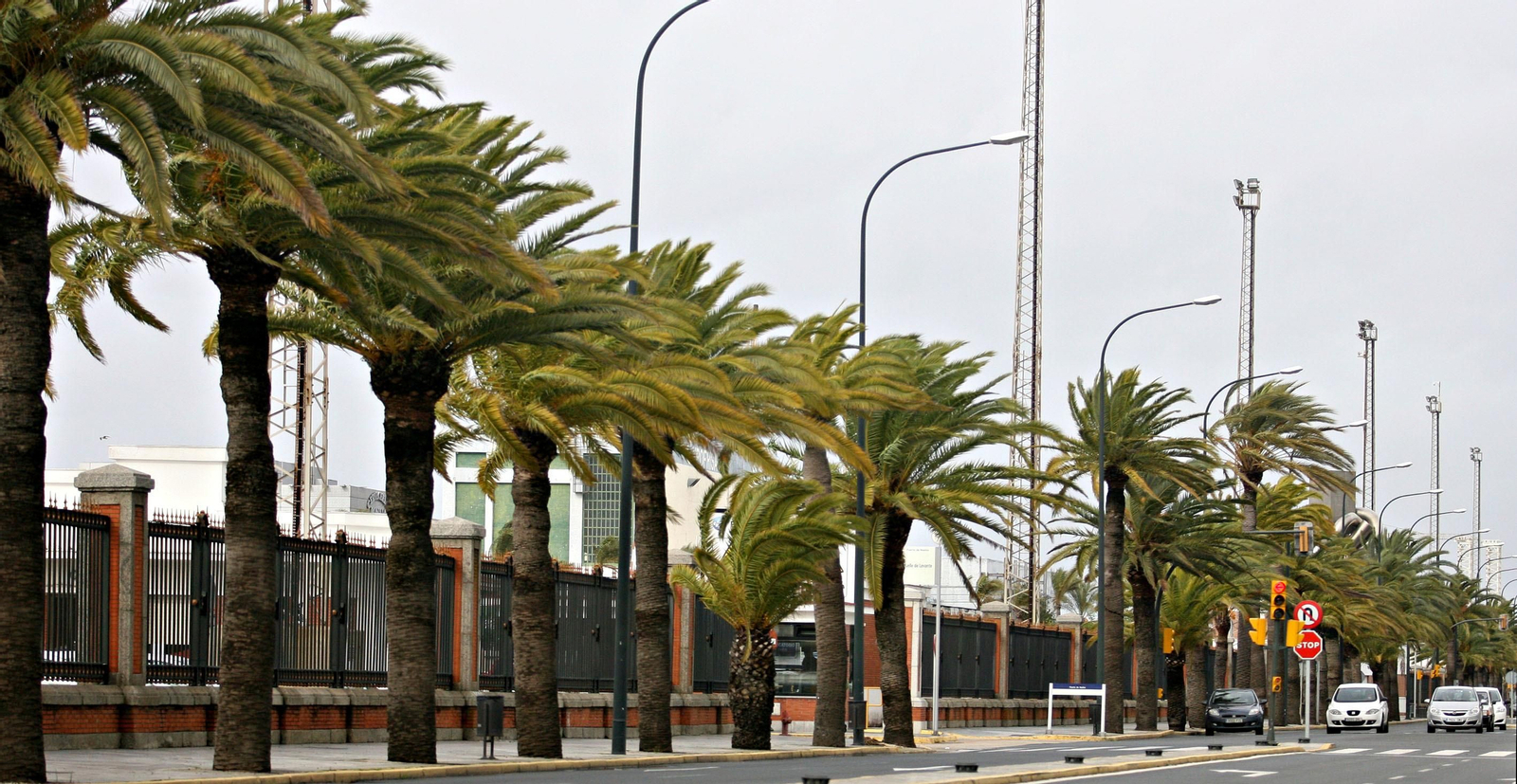 Palmeras azotadas por las fuertes rachas de viento registradas en Huelva. Palmeras azotadas por las fuertes rachas de viento registradas en Huelva.