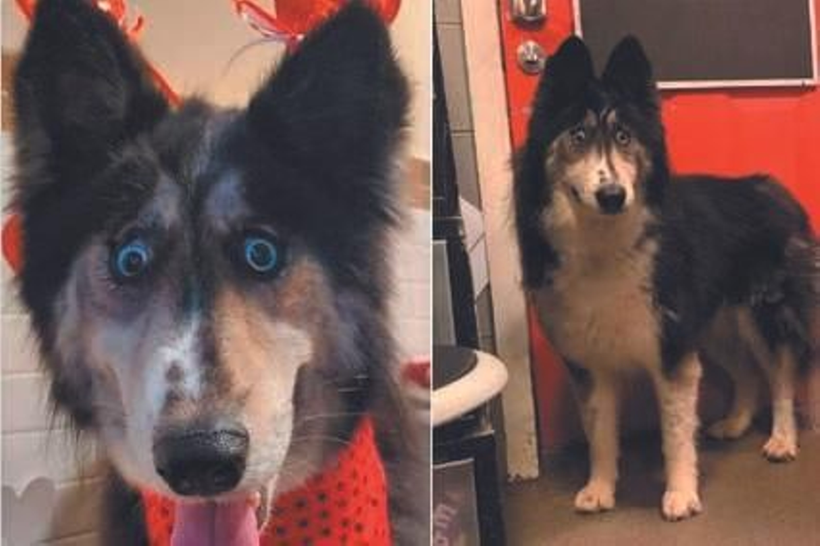 'Jubilee', la perra de mirada sorprendida