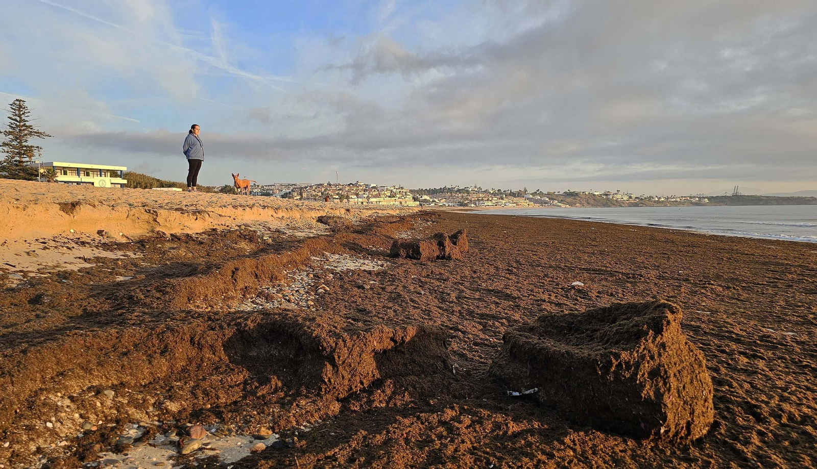 Fotos del nuevo arribazón de alga asiática en la playa de Getares de Algeciras