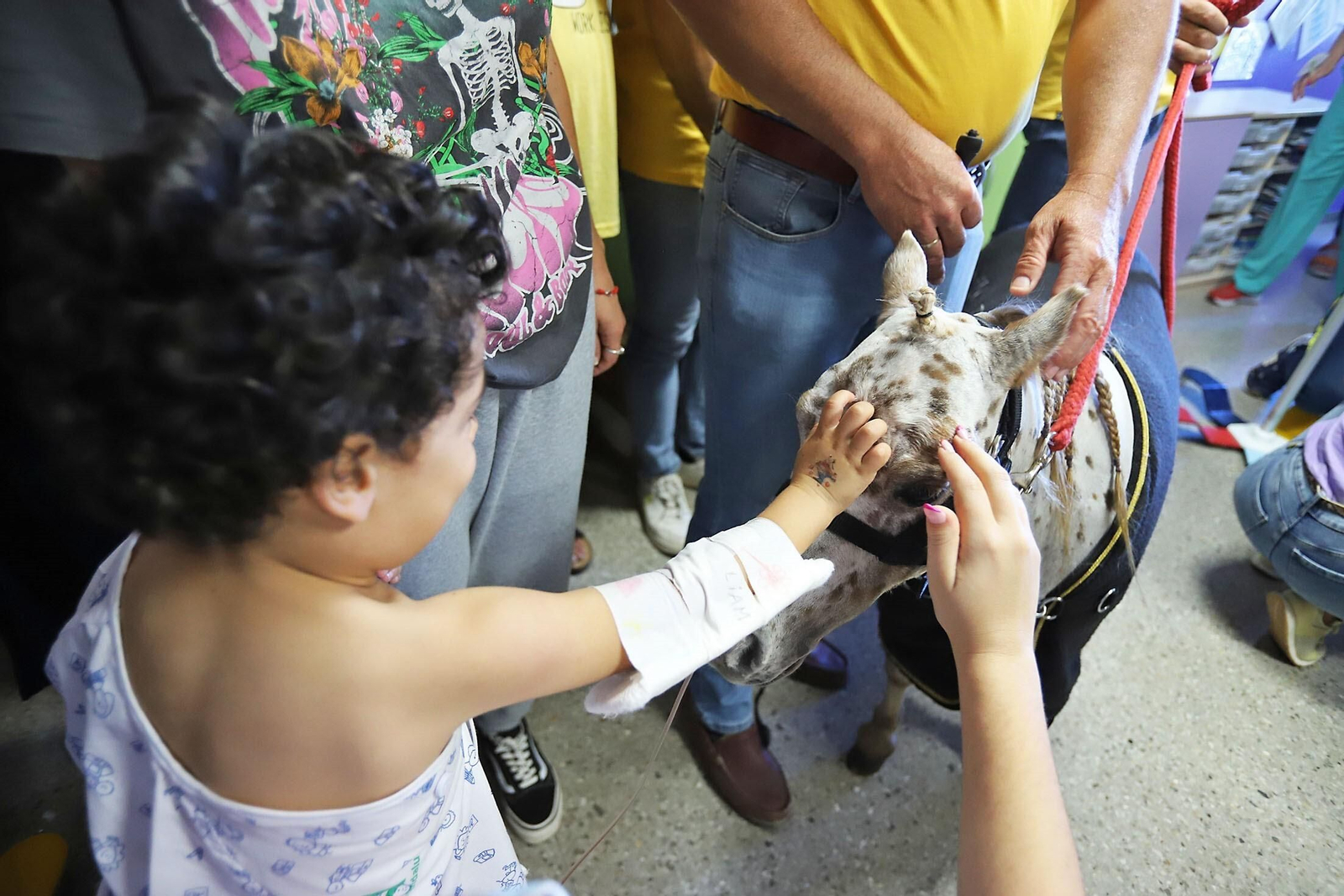Uno de los caballos Falabella visita a los menores ingresados en Pediatría del hospital Juan Ramón Jiménez.