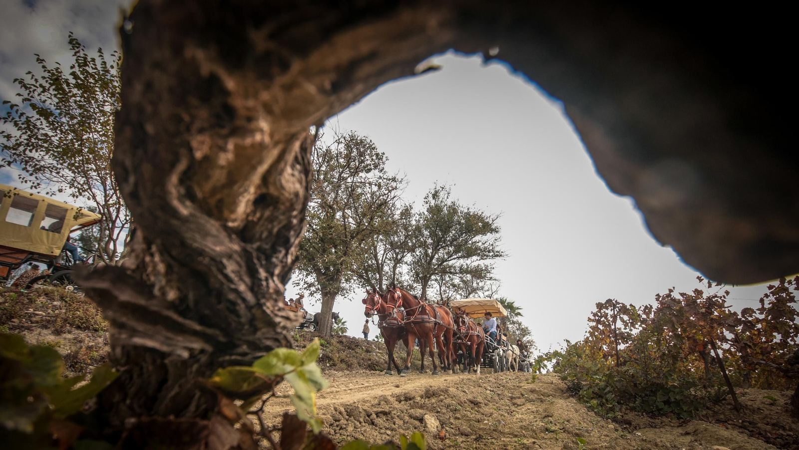 Búscate en la III Ruta Viñas de Jerez de Enganches