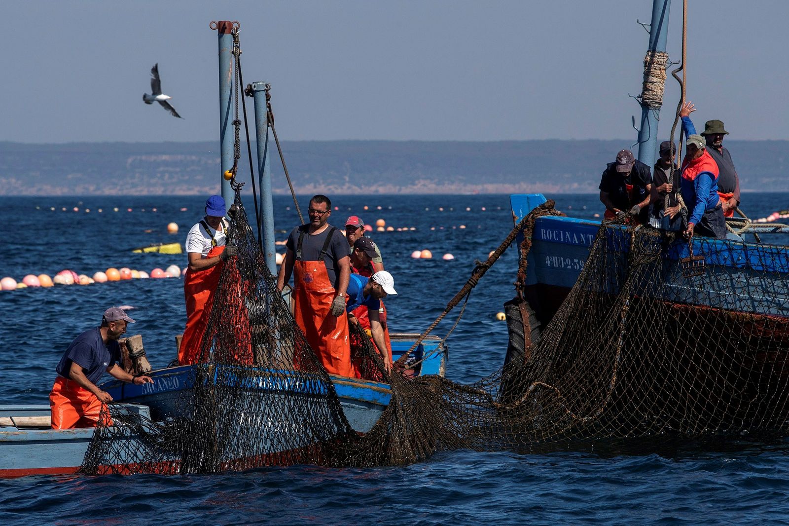 Pescadores faenando en las aguas de Zahara de los Atunes.