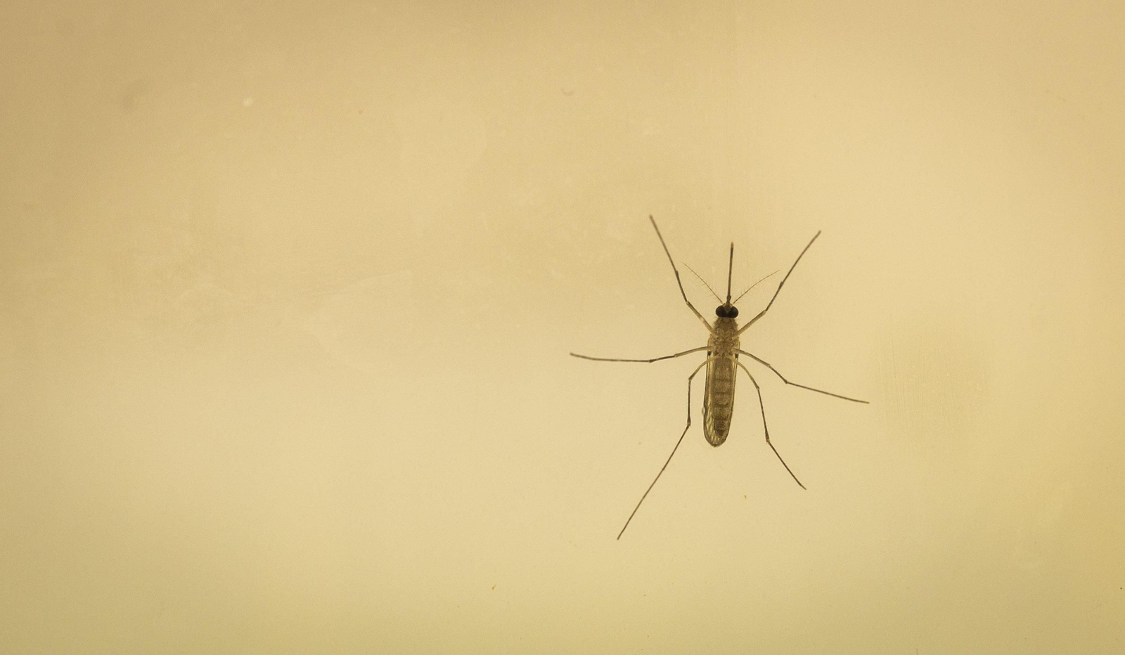 Detalle de un mosquito transmisor del virus del Nilo.