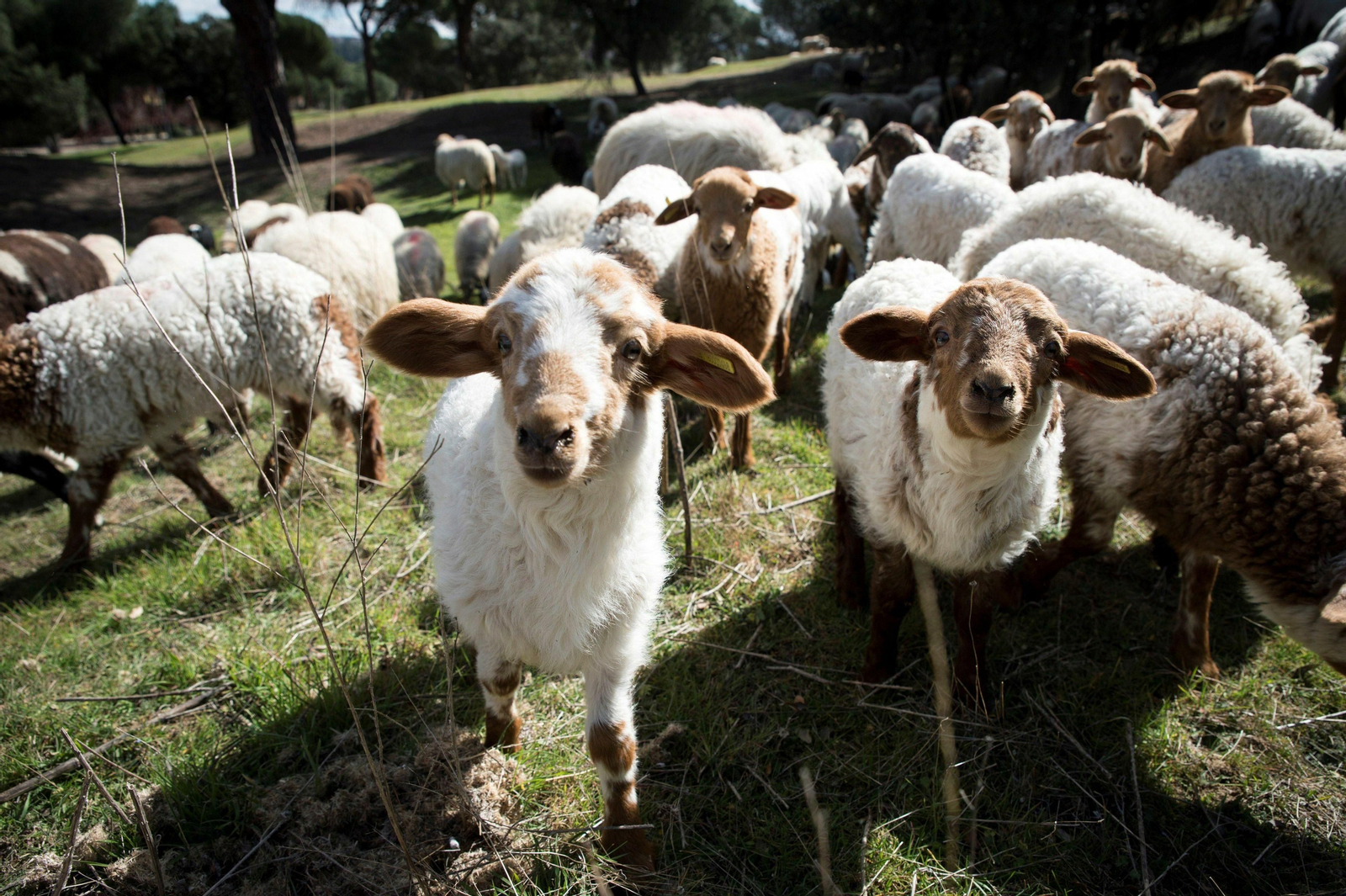 La ovejas vuelven a pastar por la Casa de Campo en un proyecto medioambiental pionero.