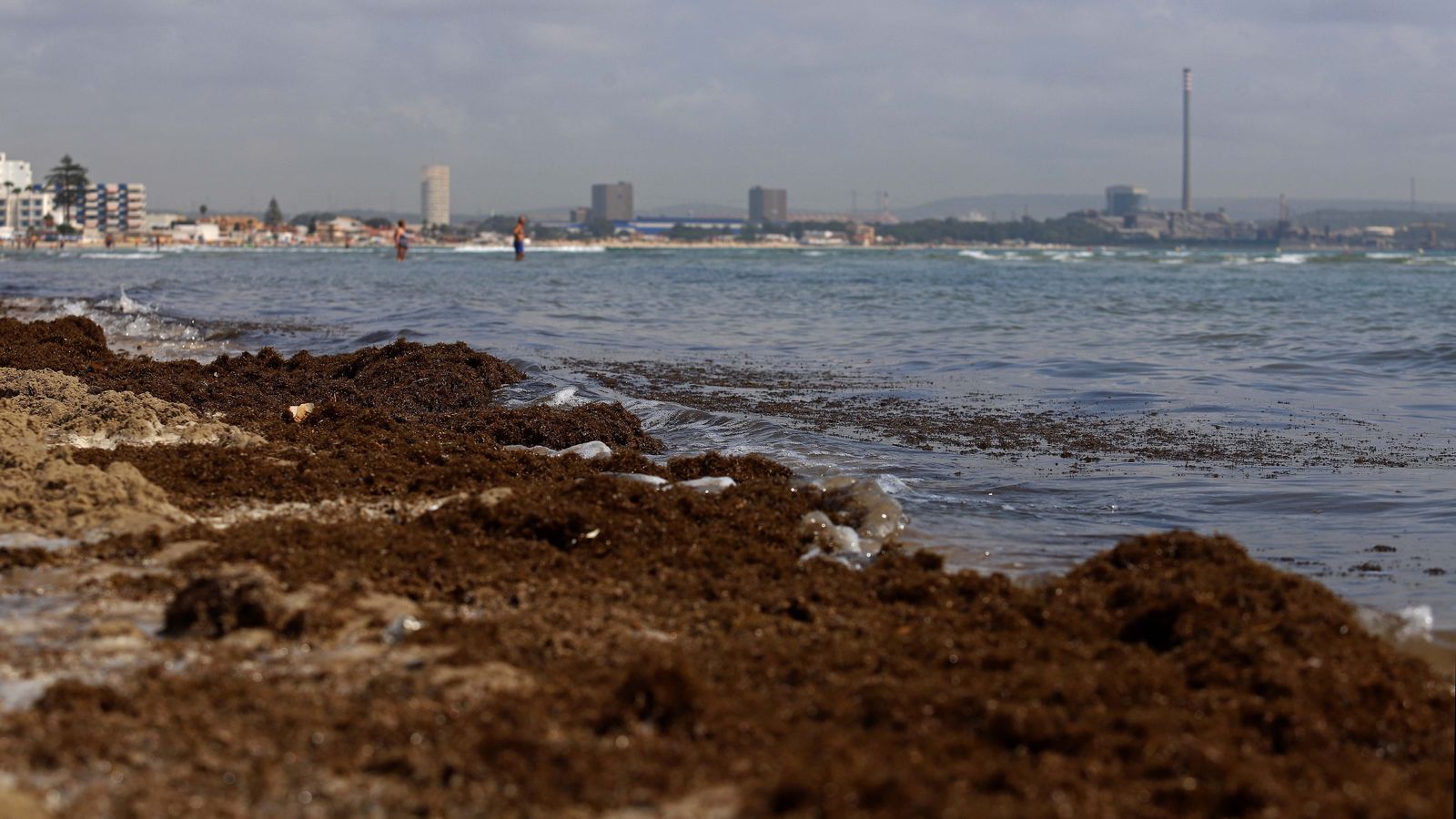 La playa de El Rinconcillo, cubierta por el alga invasora.