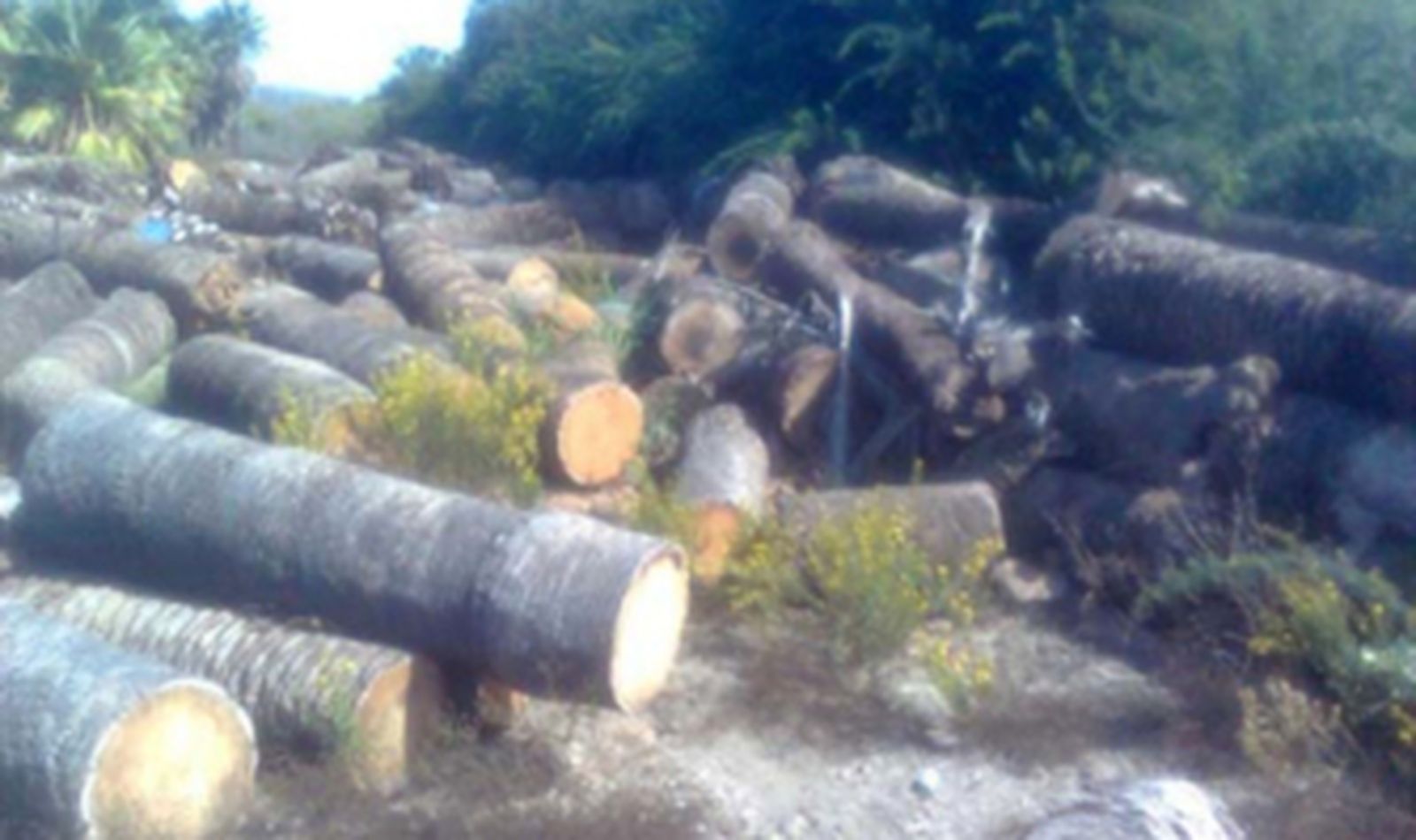 Foro pide el rescate del servicio de mantenimiento de las zonas verdes