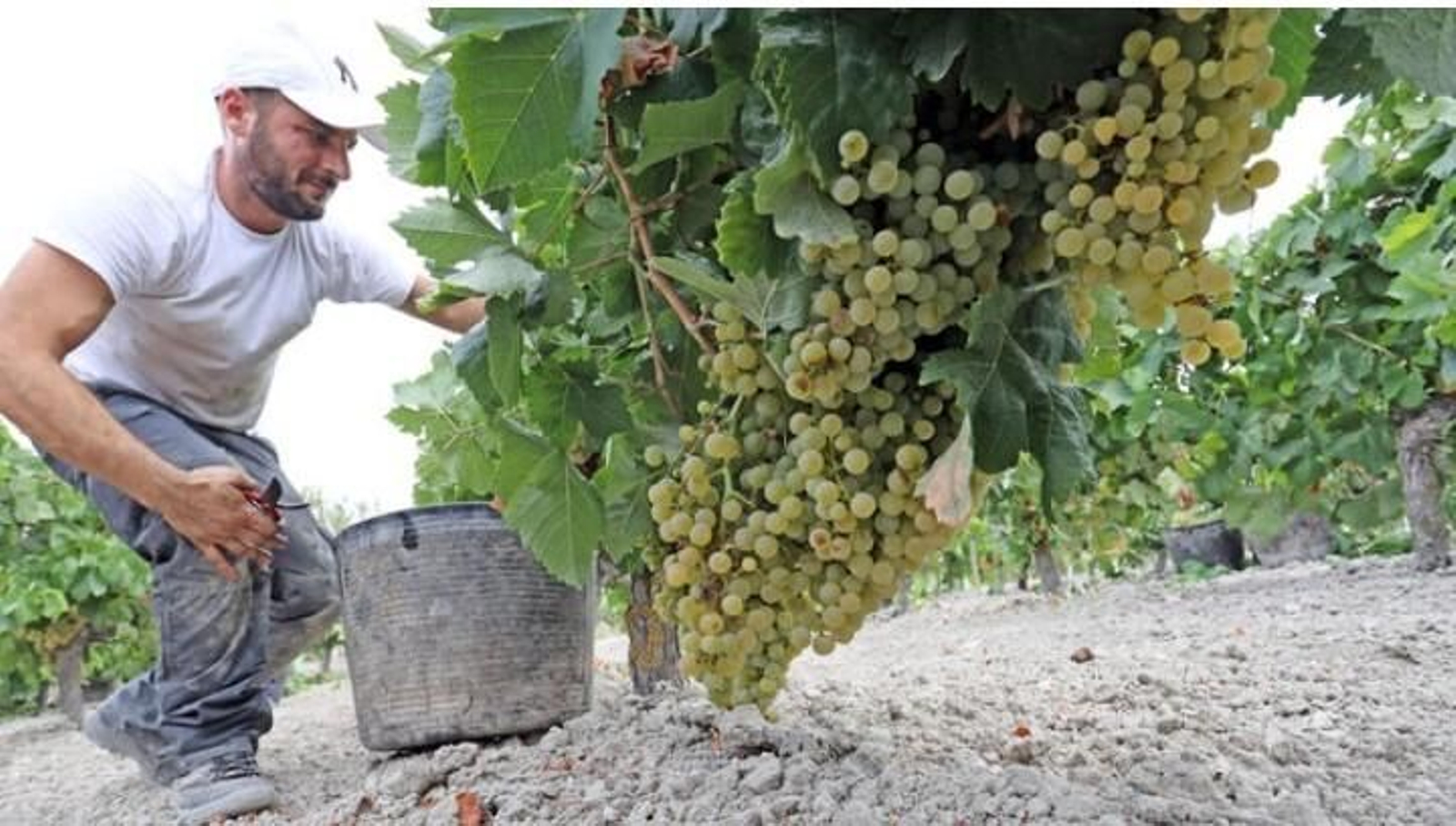 Vendimia a mano en una viña del Marco de Jerez.