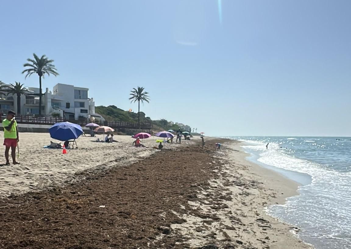 Борьба с инвазивными водорослями на побережье Малаги