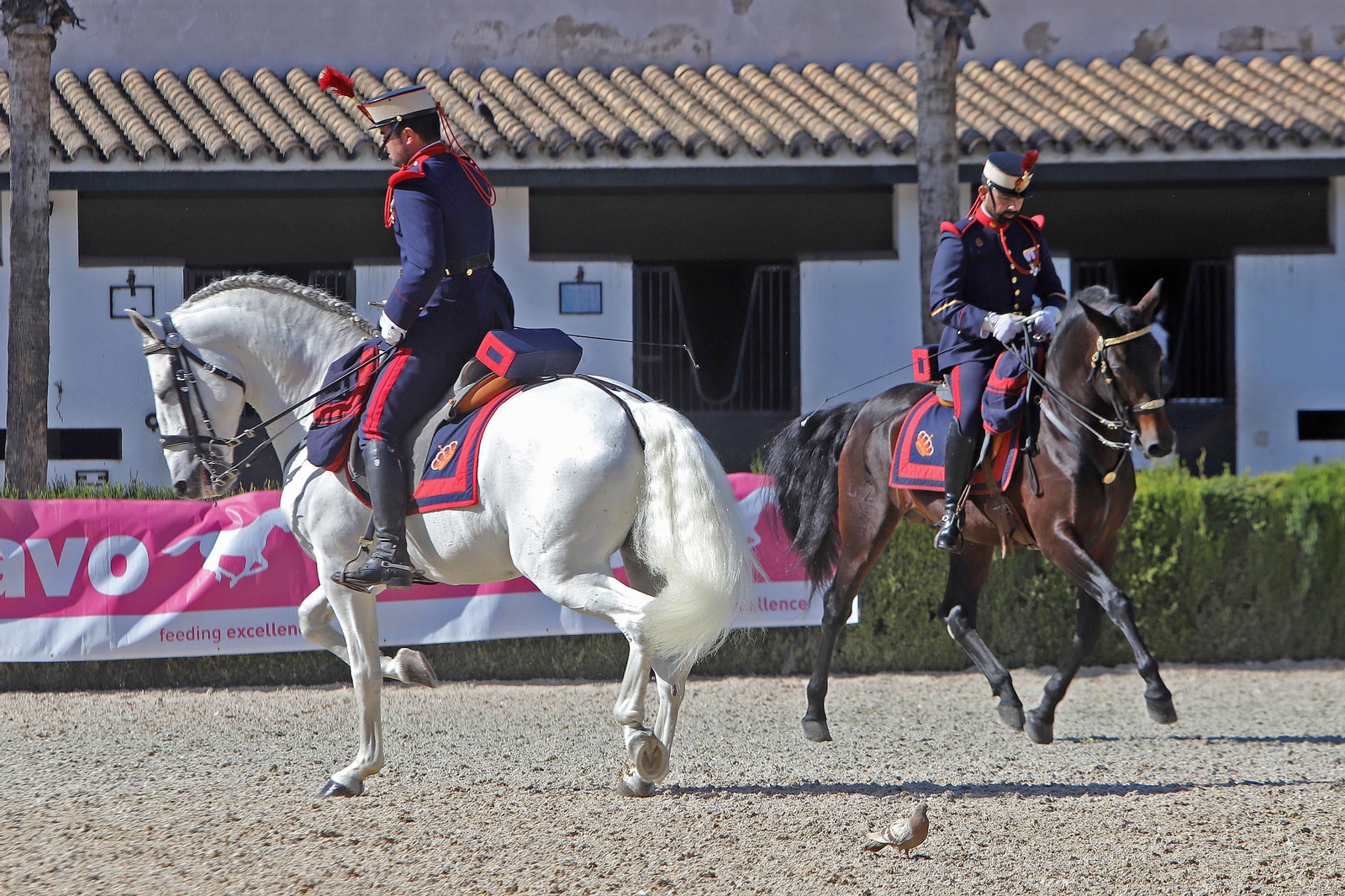 XVII Campeonato de Andalucía de Doma de Alta Escuela