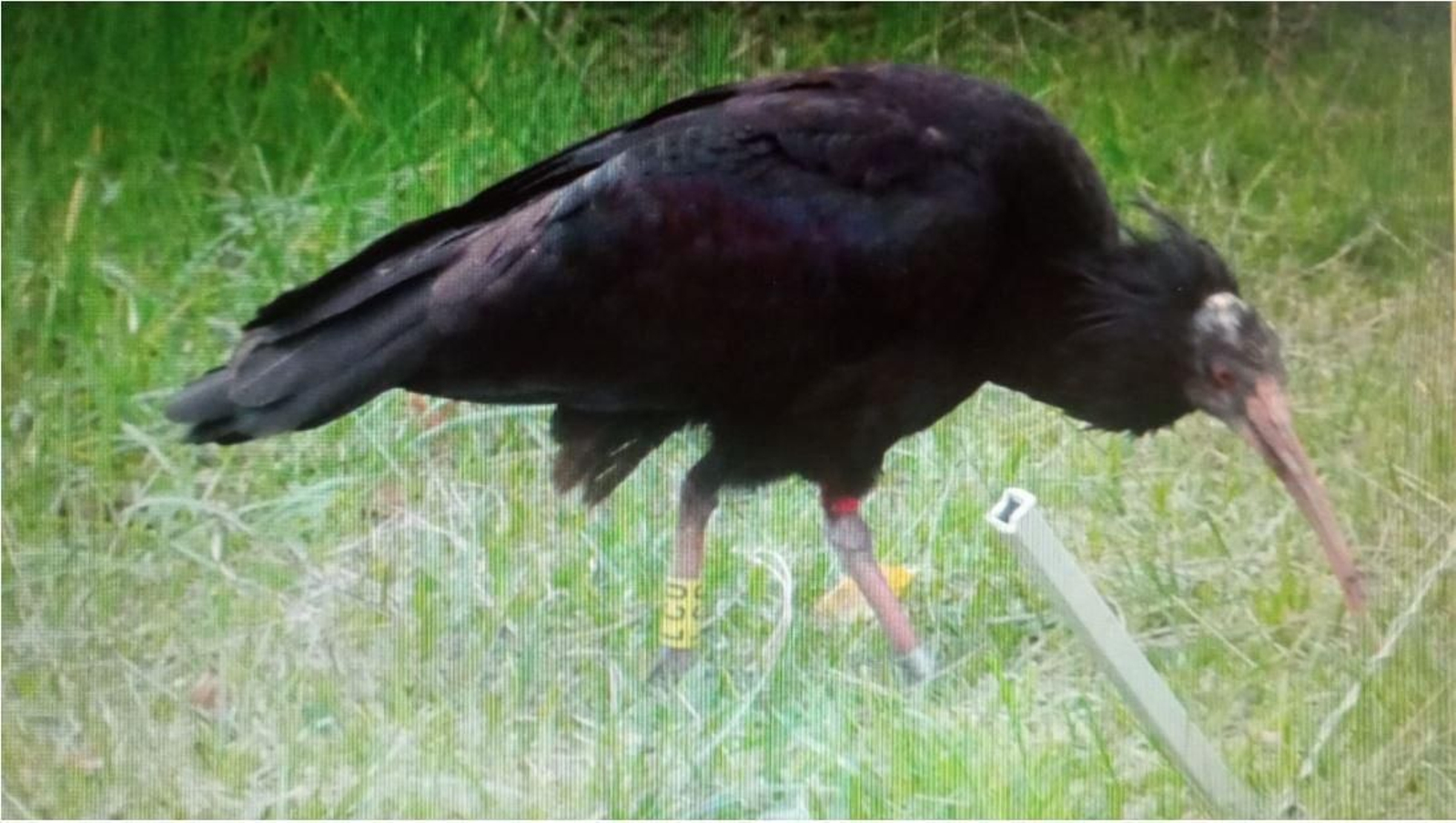 Una de las imágenes de Cañaílla captada por un ornitólogo en Galicia.