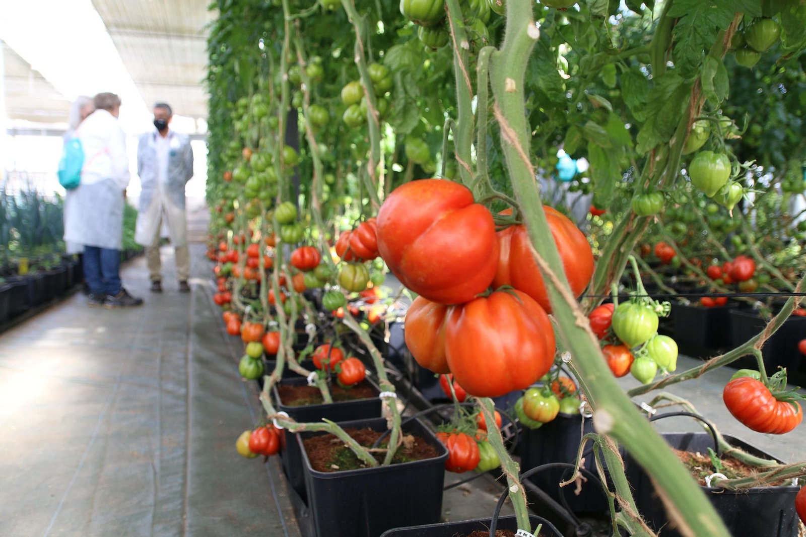 Fotogalería de la presentación de Plataforma Tierra, de Cajamar e IBM