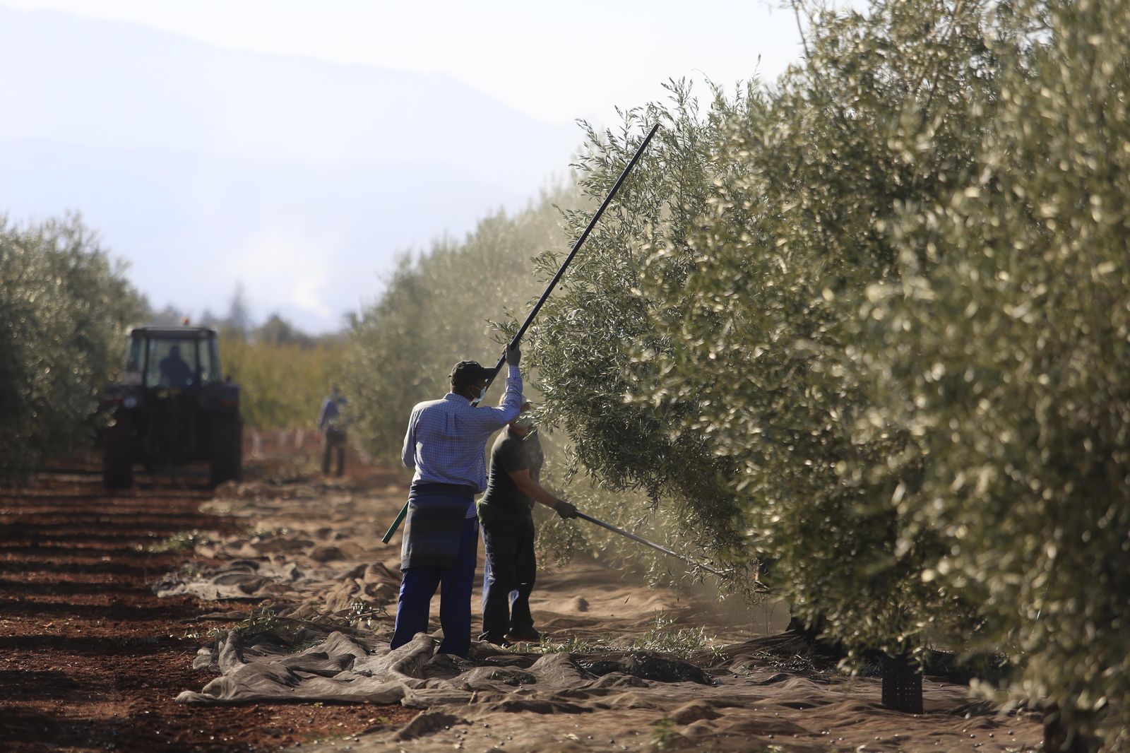 Temporeros en la recogida de la aceituna.