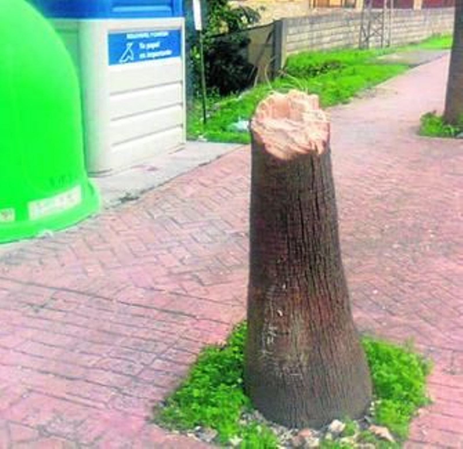 Imagen de la palmera, ayer en Palmones.