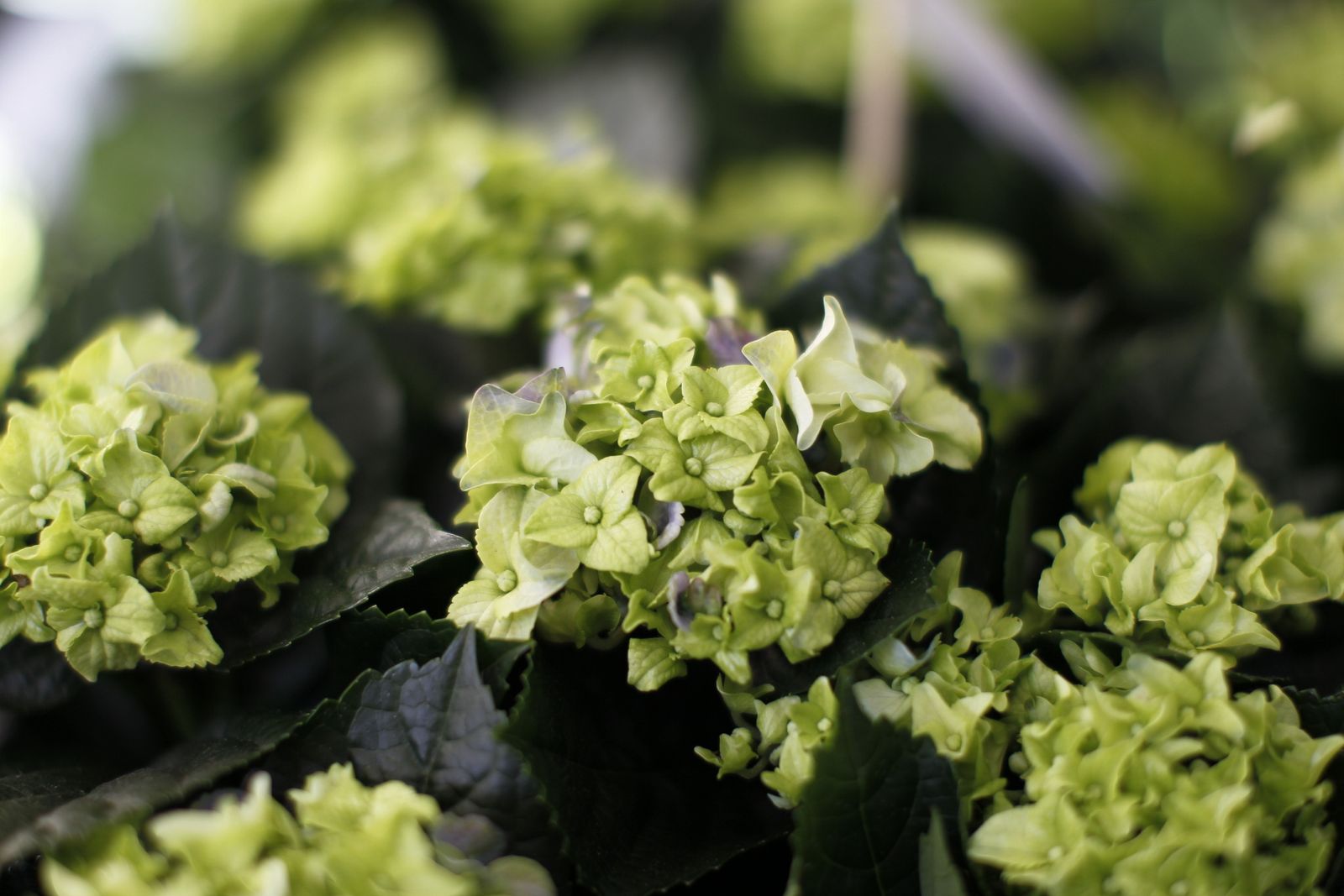 Fotogalería plantas para el Día de la Madre en Suministros Tripiana
