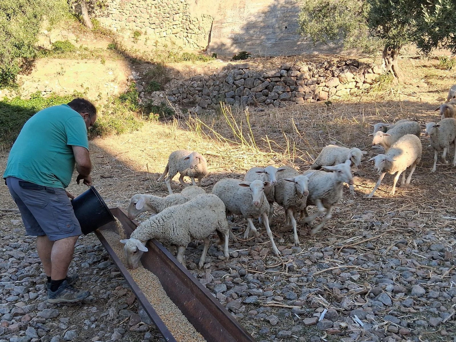 Rebajo de ovejas, el animal más afectado por la lengua azul