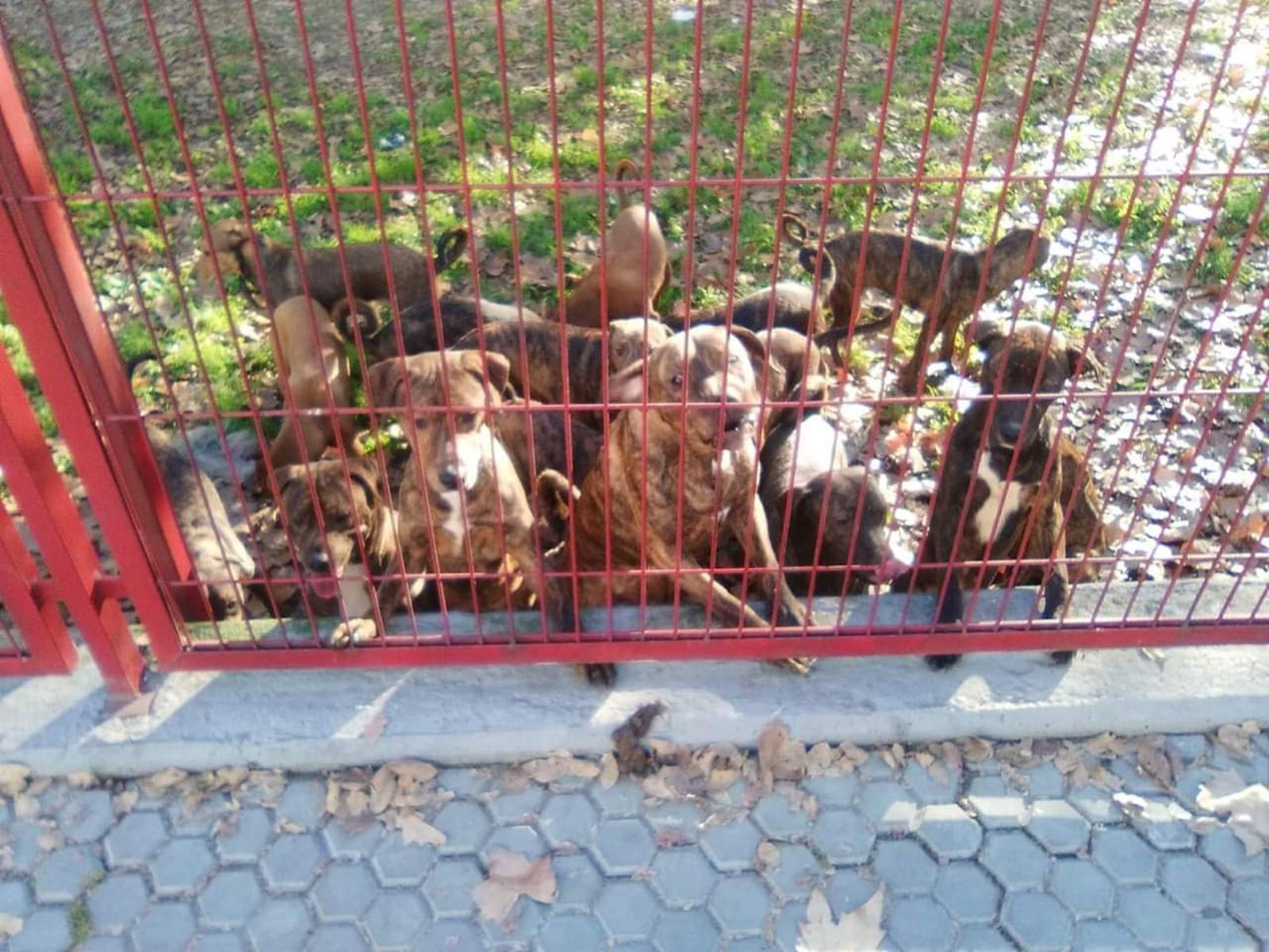 Los 18 perros abandonados en un parque de La Corza en Sevilla.