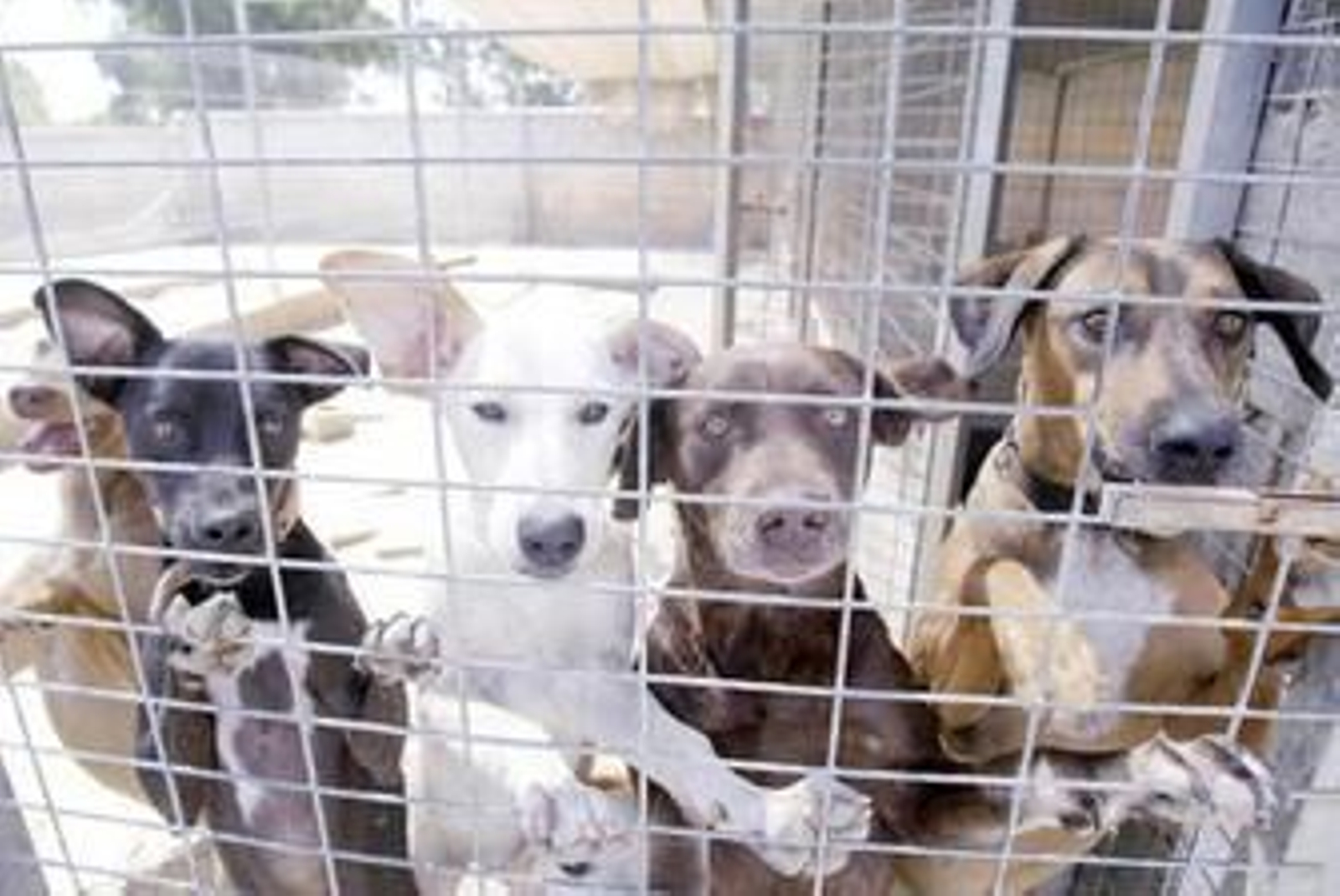 Dos canes observan el objetivo de la cámara fotográfica.