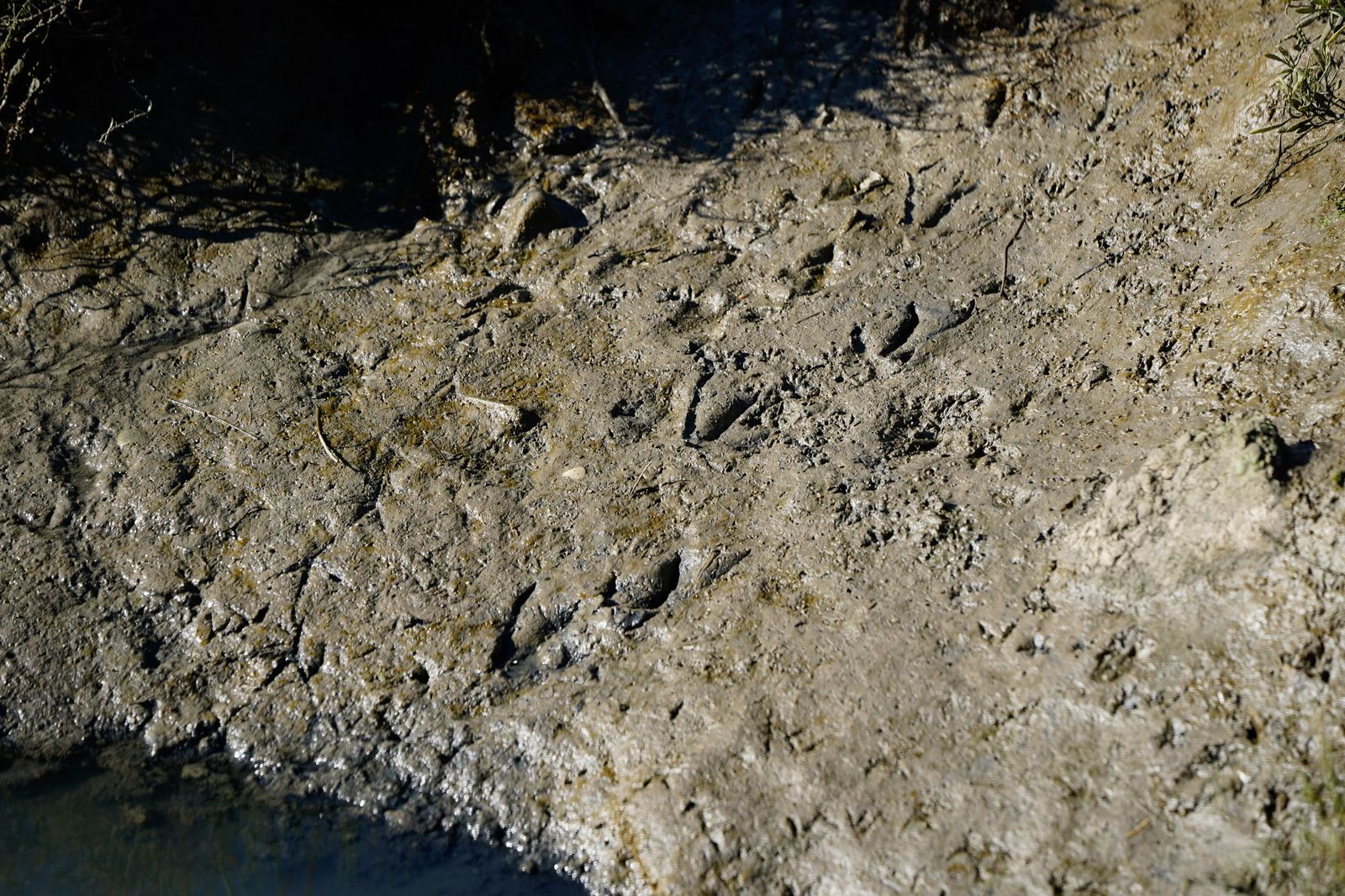 Fotos de la contaminación en el paraje natural marismas del Río Palmones