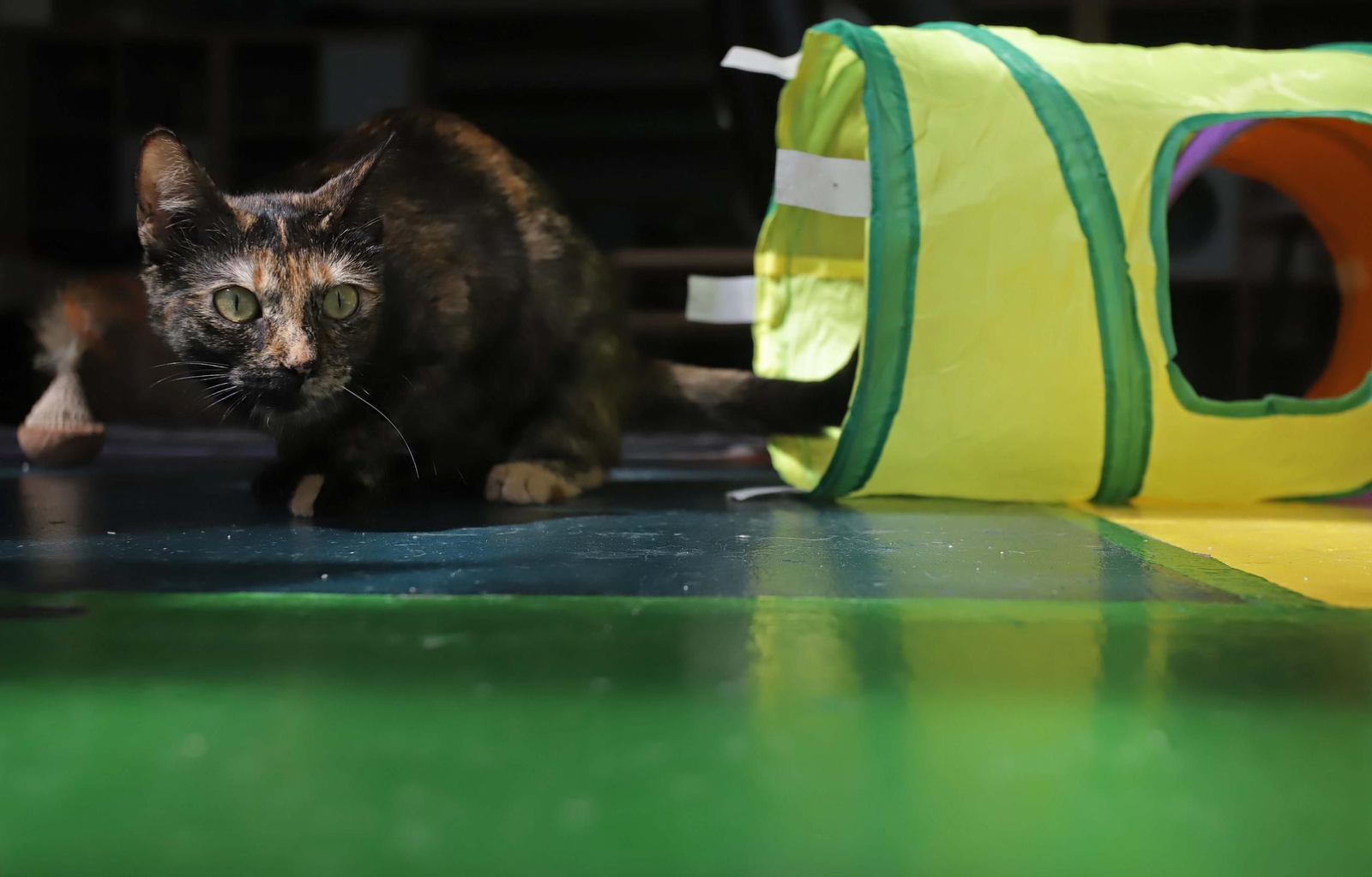 Fotos de Kitty Cat, la cafetería - refugio de gatos en La Línea