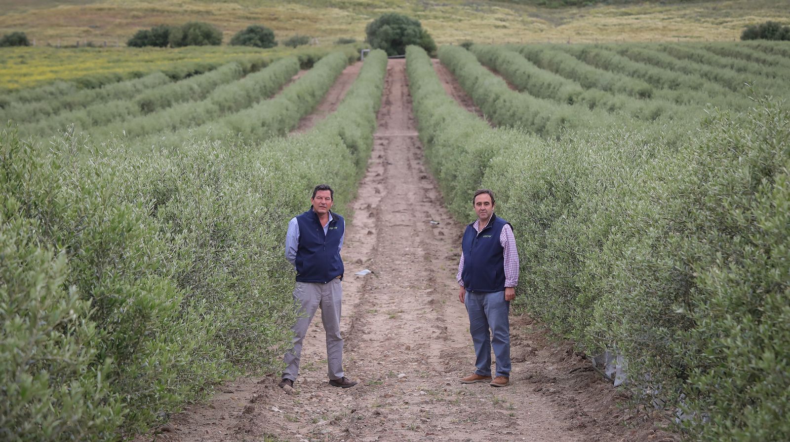 Almendros y olivos en plena campiña jerezana