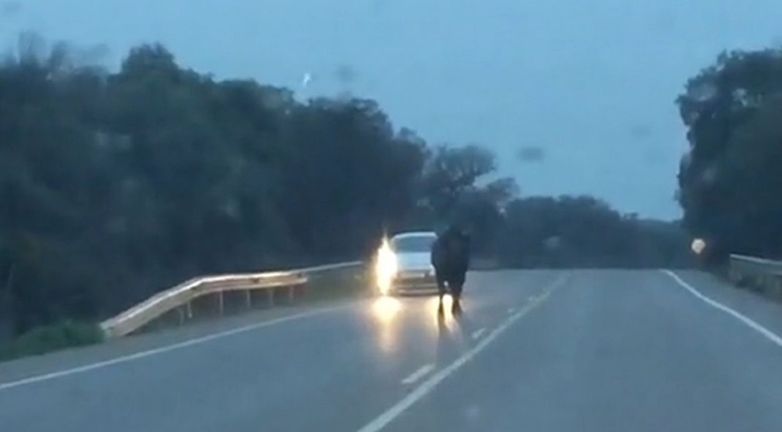 Un toro de 520 kilos en plena carretera en San José del Valle