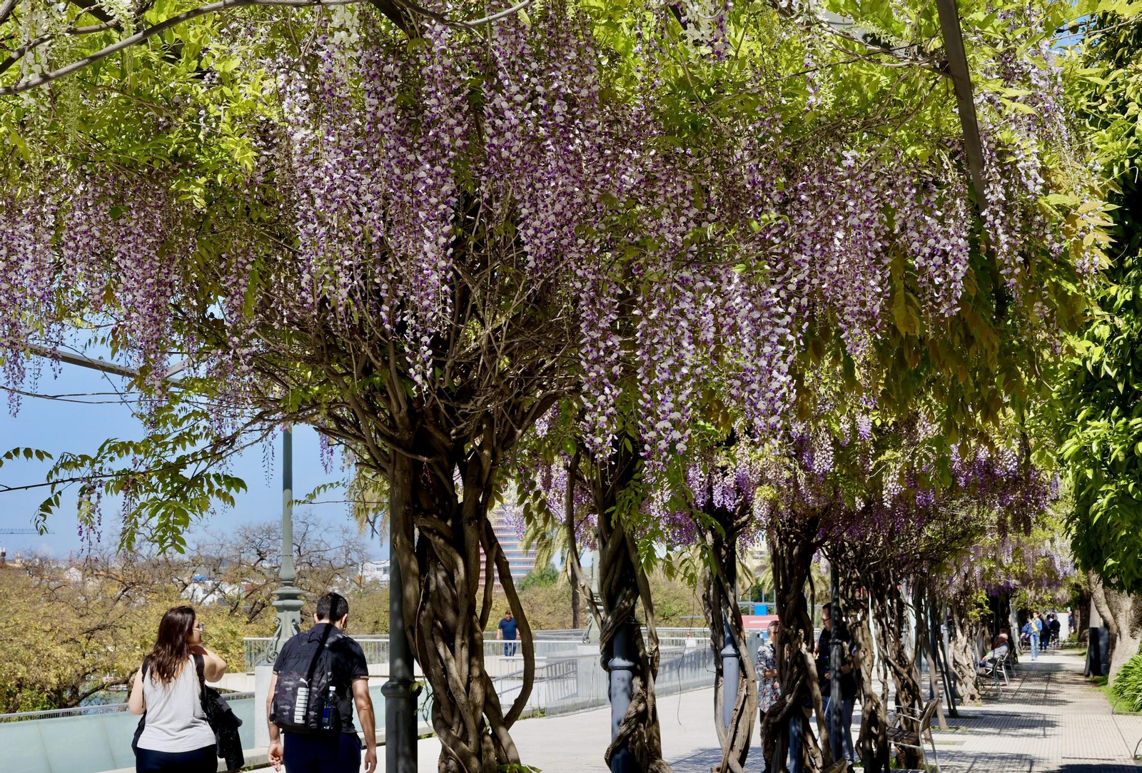 La belleza de las glicinias del Paseo de Cristóbal Colón