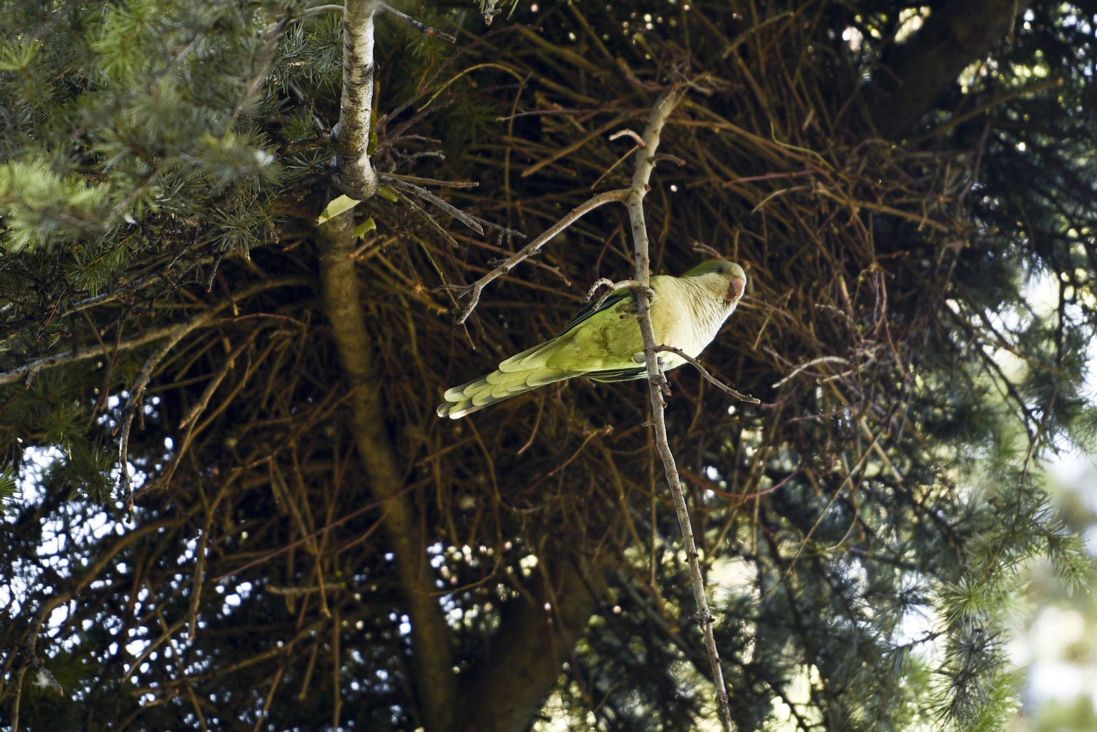 Las cotorras argentinas suelen hacer sus nidos en grupos de palmeras.
