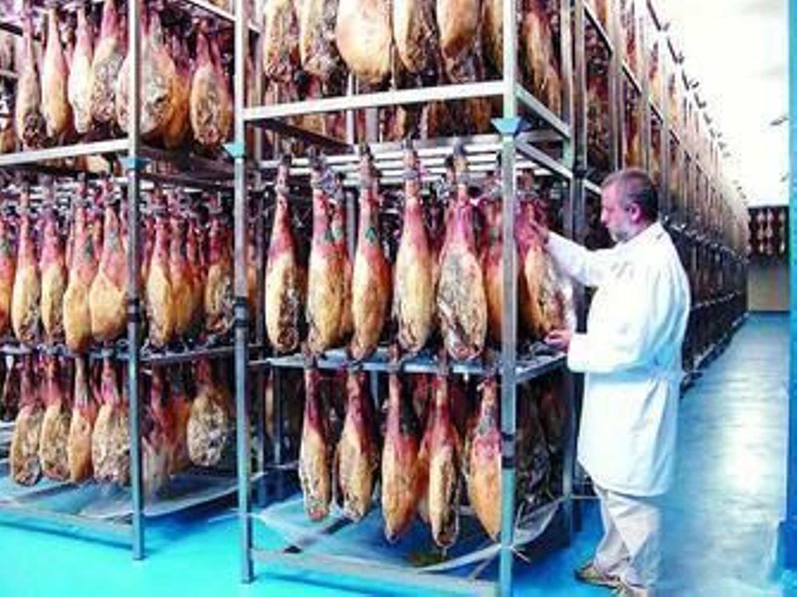 La fase de mayor difusión del ácaro es la de bodega, y proliferan más en el cerdo ibérico que en el blanco.