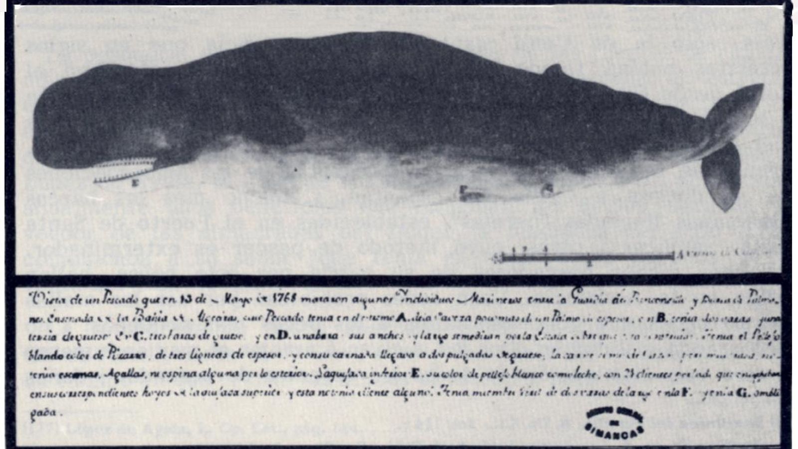 Ballena capturada en la playa de Palmones en el año 1768.