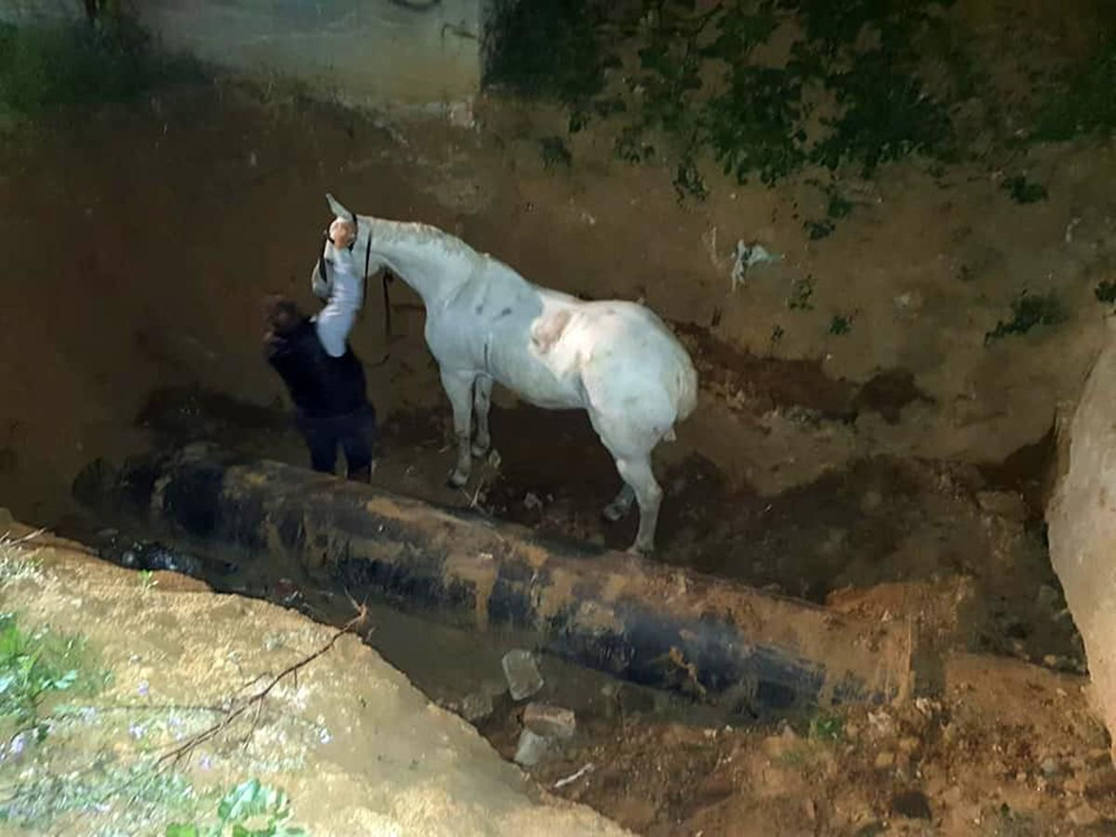 Rescatan en Lepe a un jinete y a su caballo que cayeron en una fosa de casi cinco metros