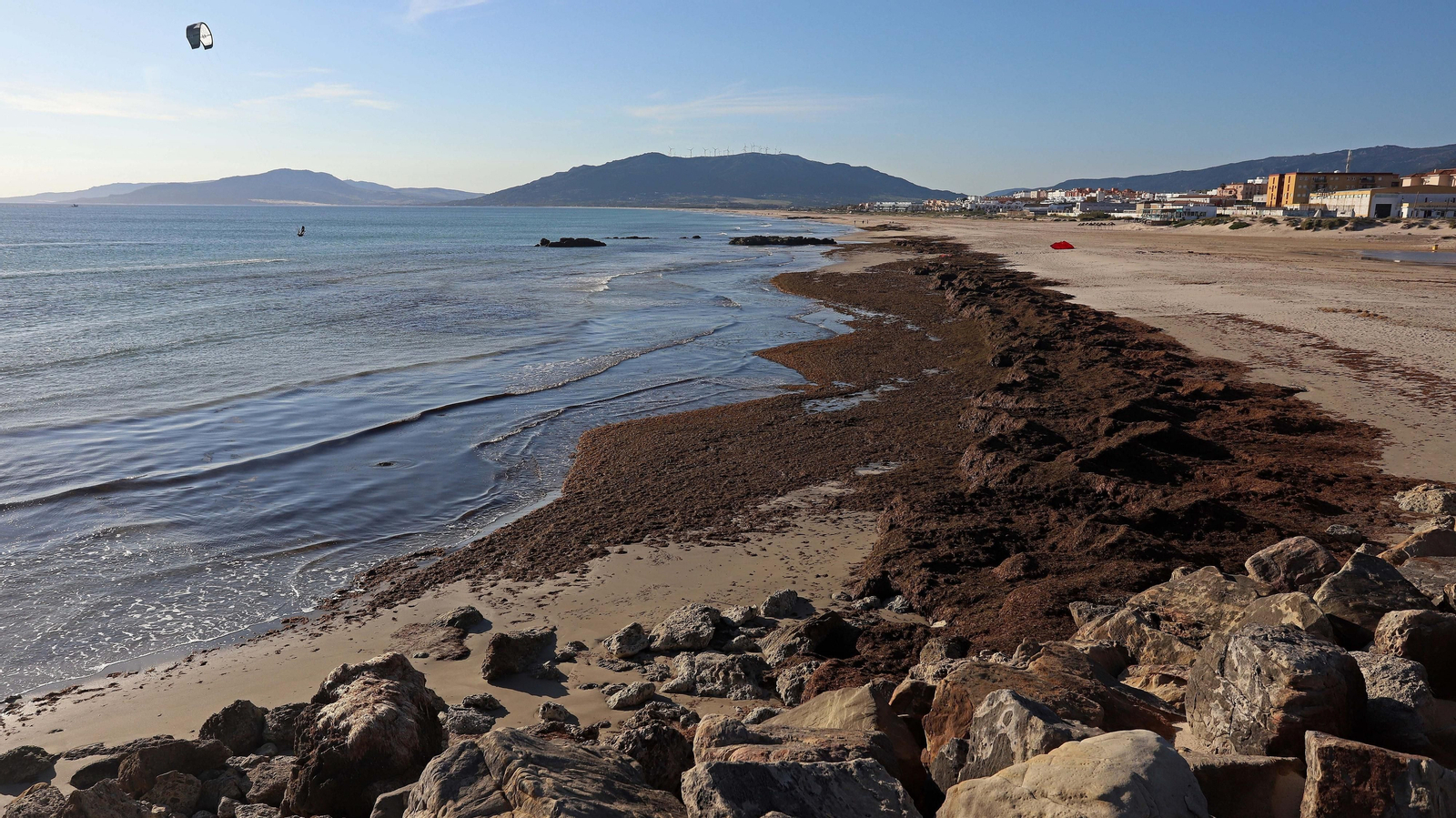 Alga invasora en Tarifa