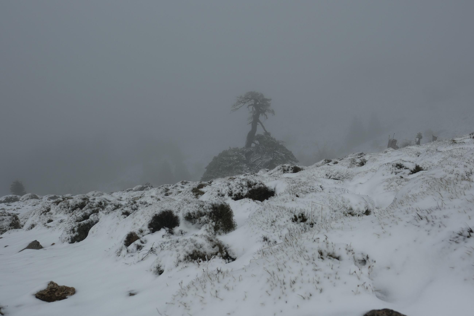 Estampa invernal en al Parque Nacional Sierra de las Nieves, en imágenes