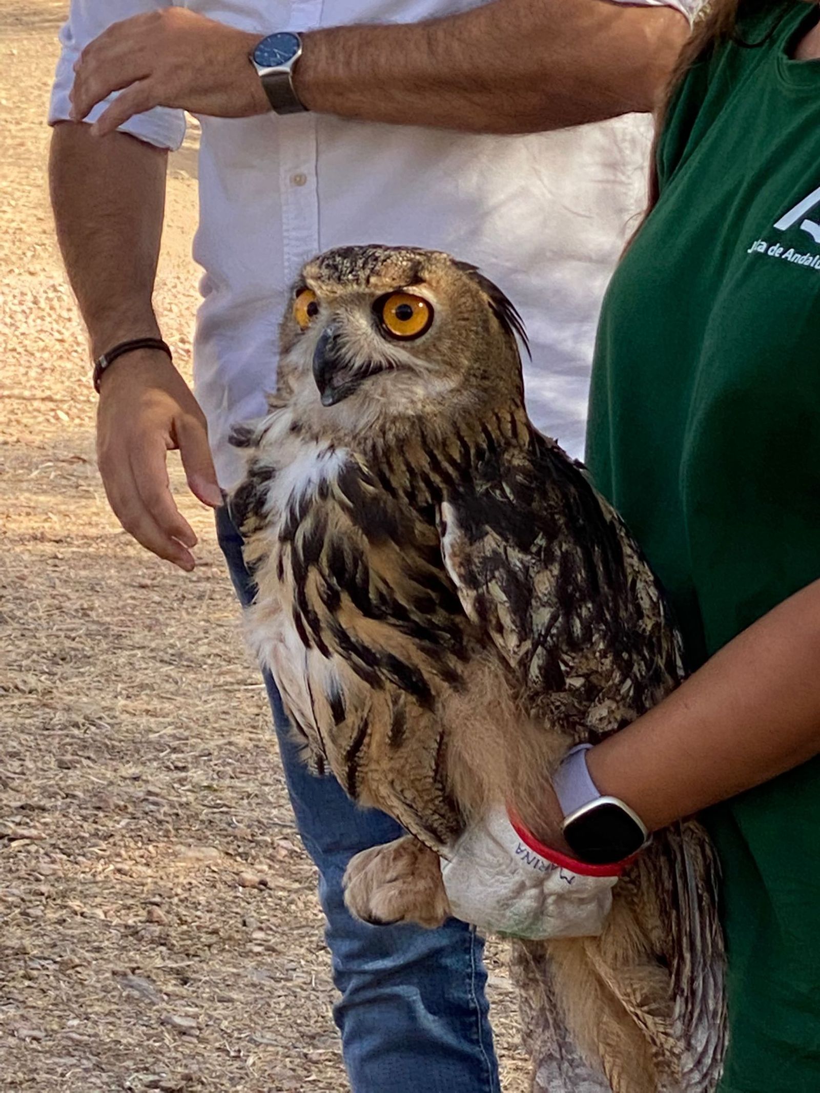Un ejemplar de los soltados en el CREA Los Villares.