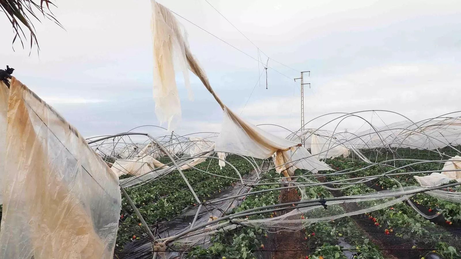 El plástico de un macrotúnel enredado en la línea de alta tensión cortada por el viento.