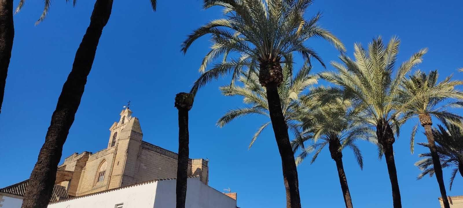 Cae la copa de una palmera en San Mateo
