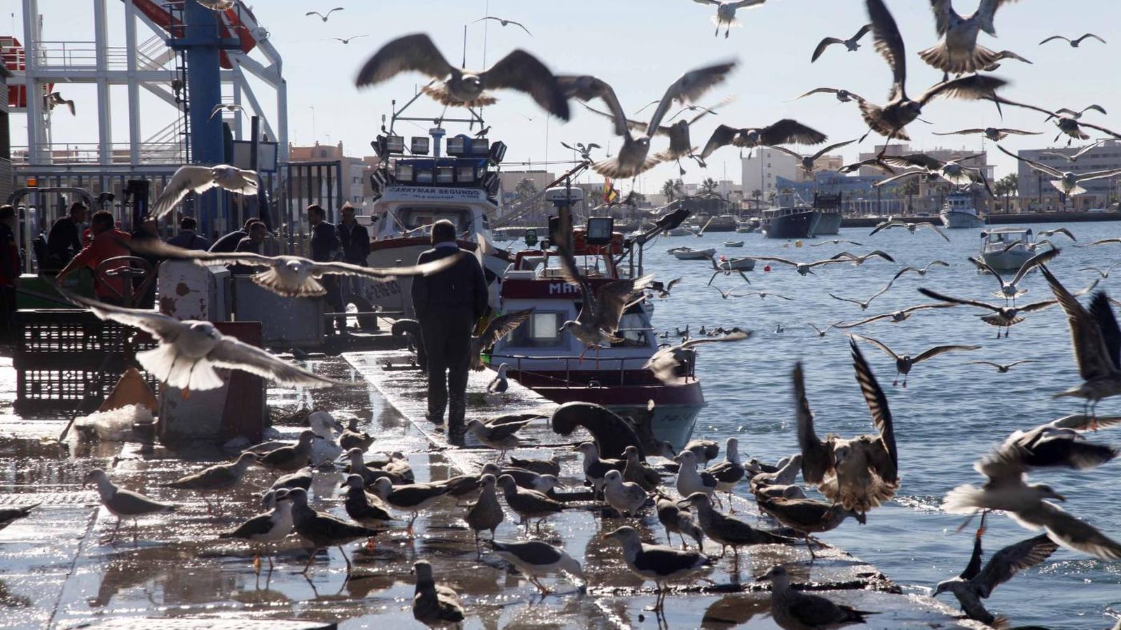 Lonja de Isla Cristina