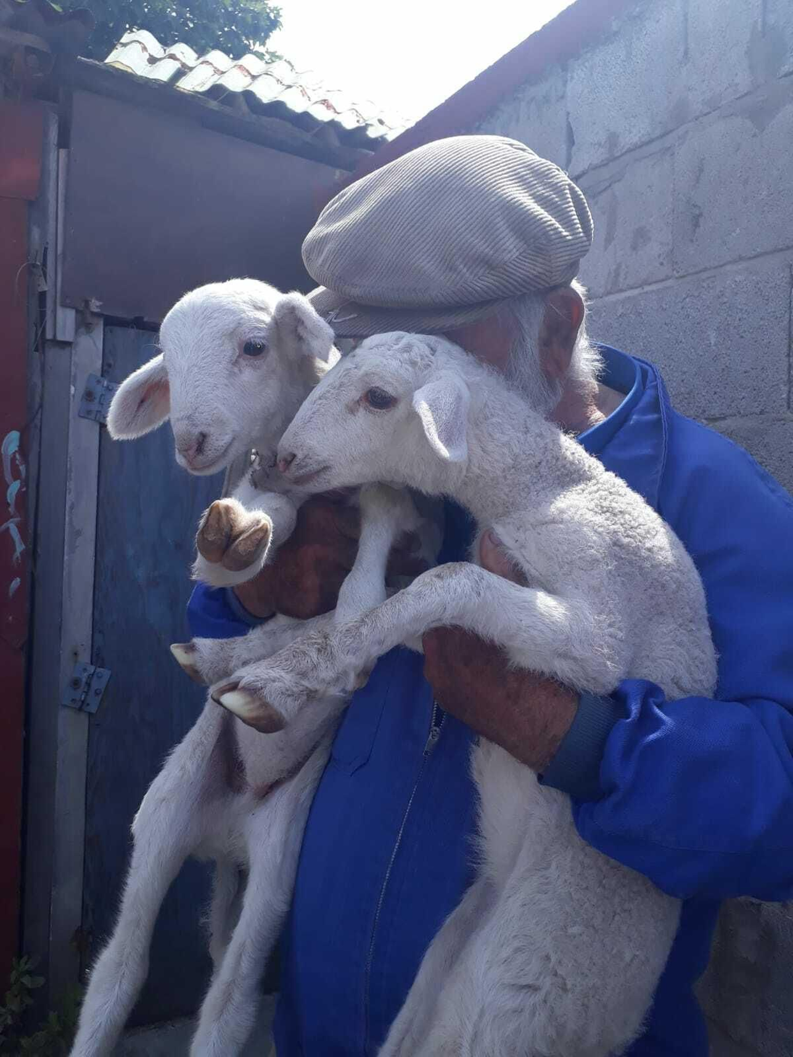 Guillermo Cana y dos borregos.