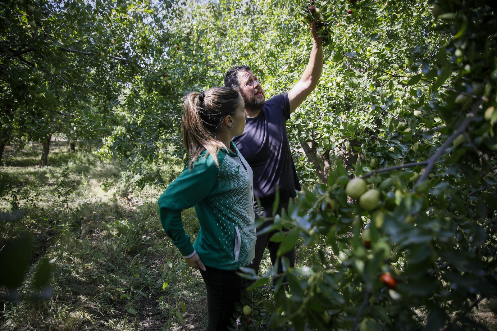 Imágenes del cultivo de azufaifas en Abrucena