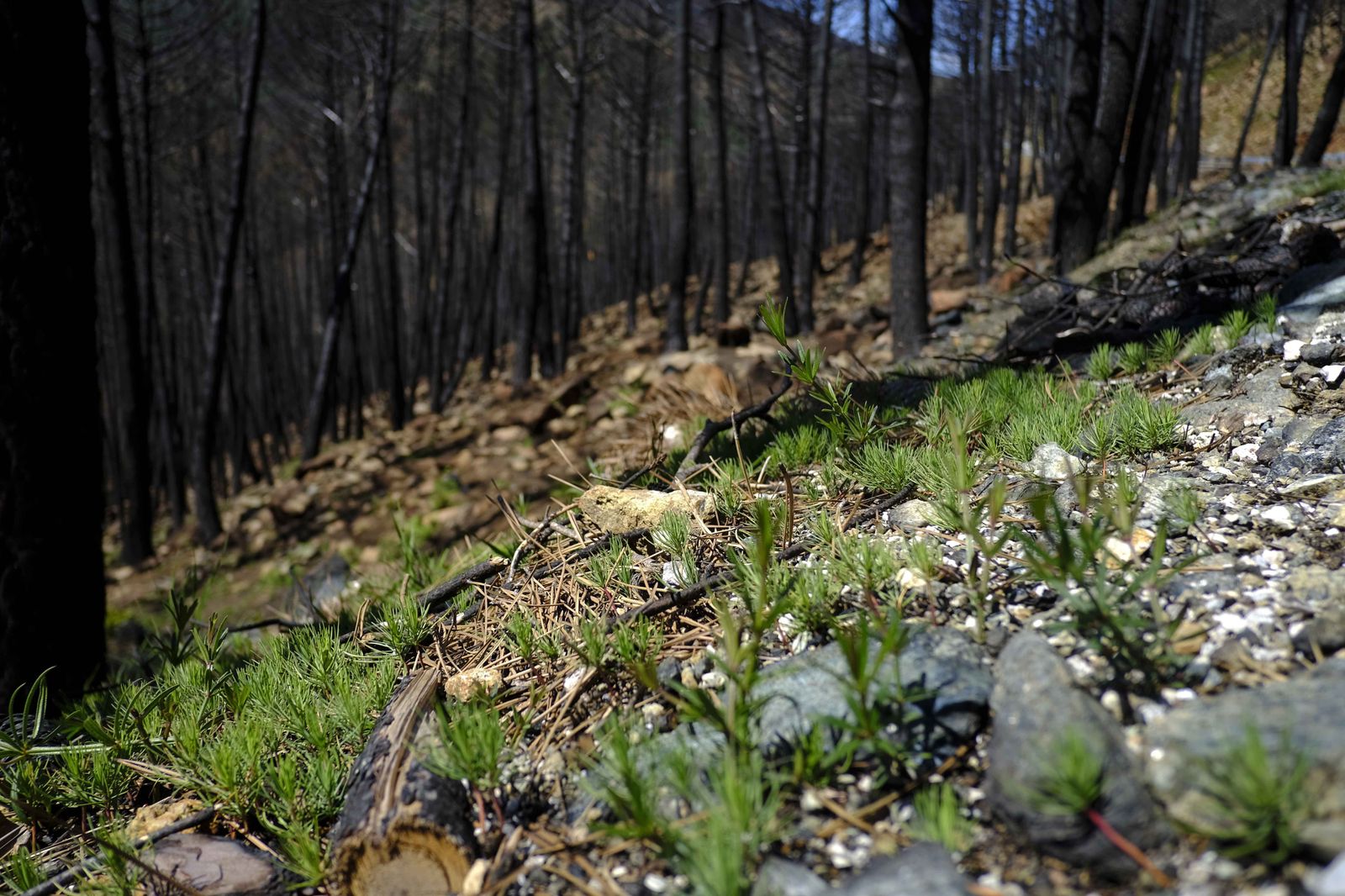 Así se recupera Sierra Bermeja tras el incendio (fotos)