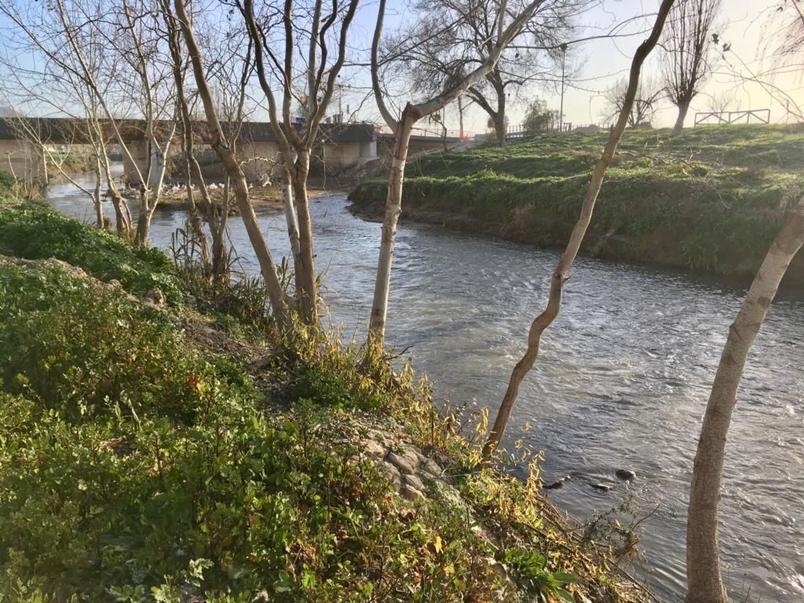 Ejemplares recién plantados en la ribera del río.