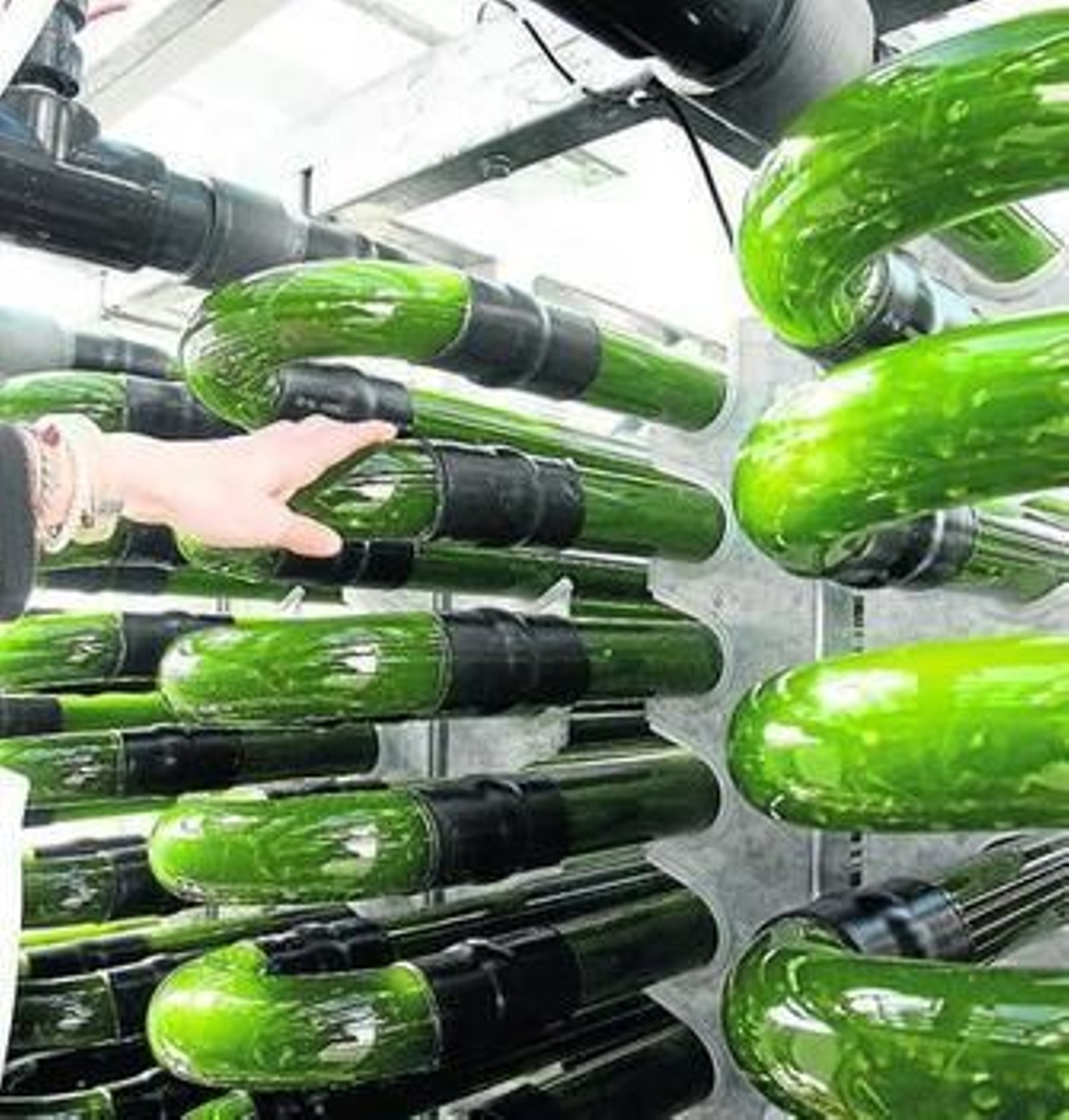 Imagen tomada en una fábrica que trabaja con microalgas.