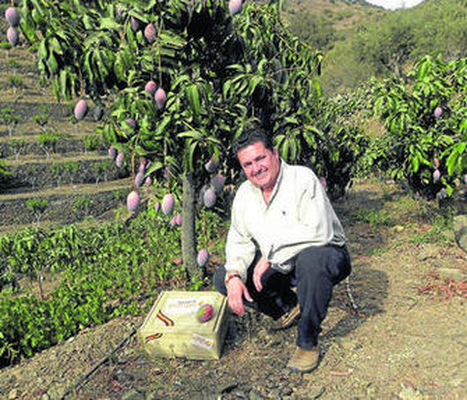 Werner Stenzig, junto a uno de los mangos cuyo 'apadrinamiento' ofrece por internet.