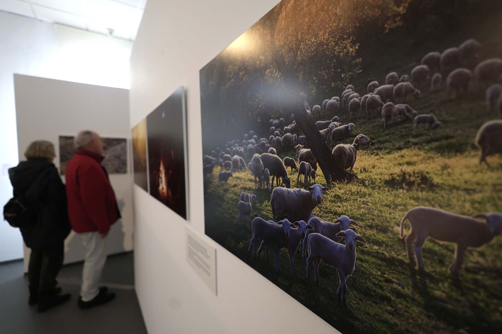 Fotos de la exposición 'Yerba, el corazón verde de la transhumancia' de Katy Muñoz