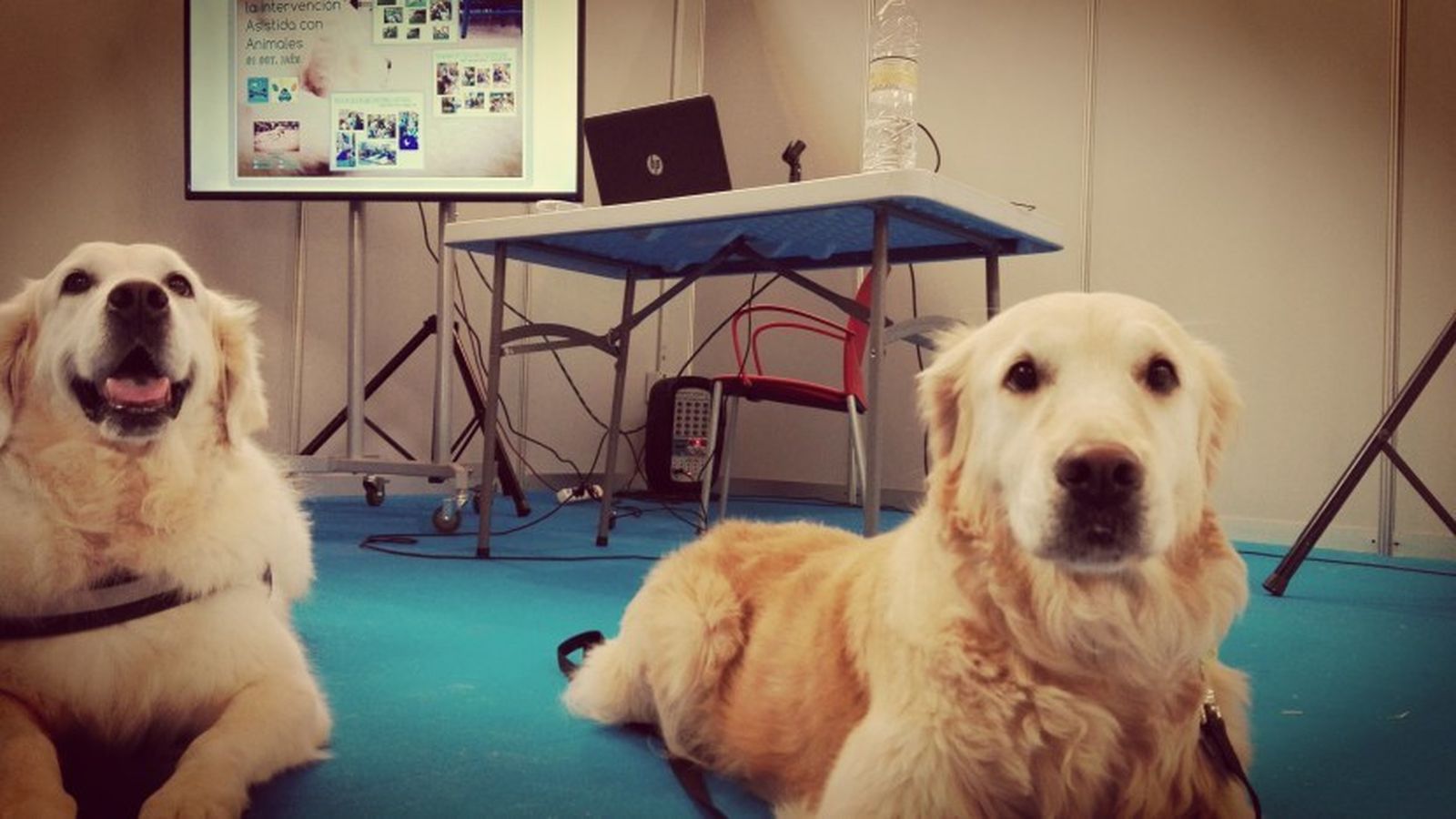 Perros durante una intervención asistida.
